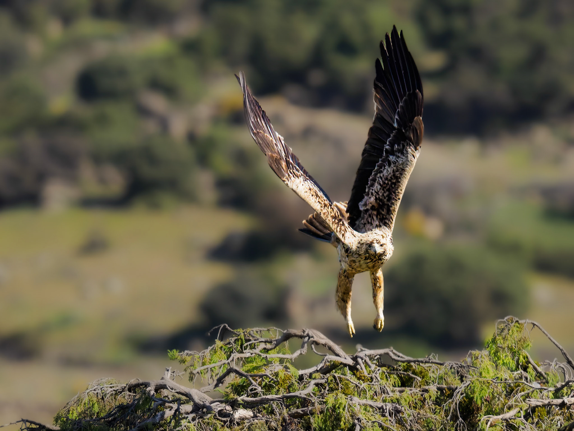 spanischer Kaiseradler im Anflug