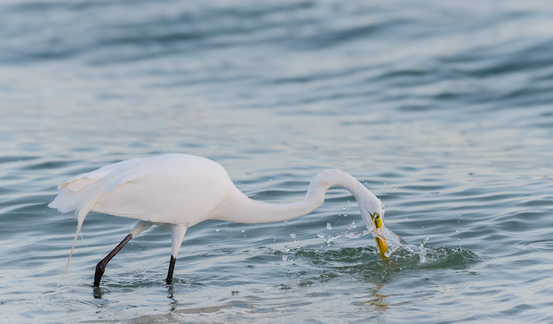 Silberreiher bei der Jagd