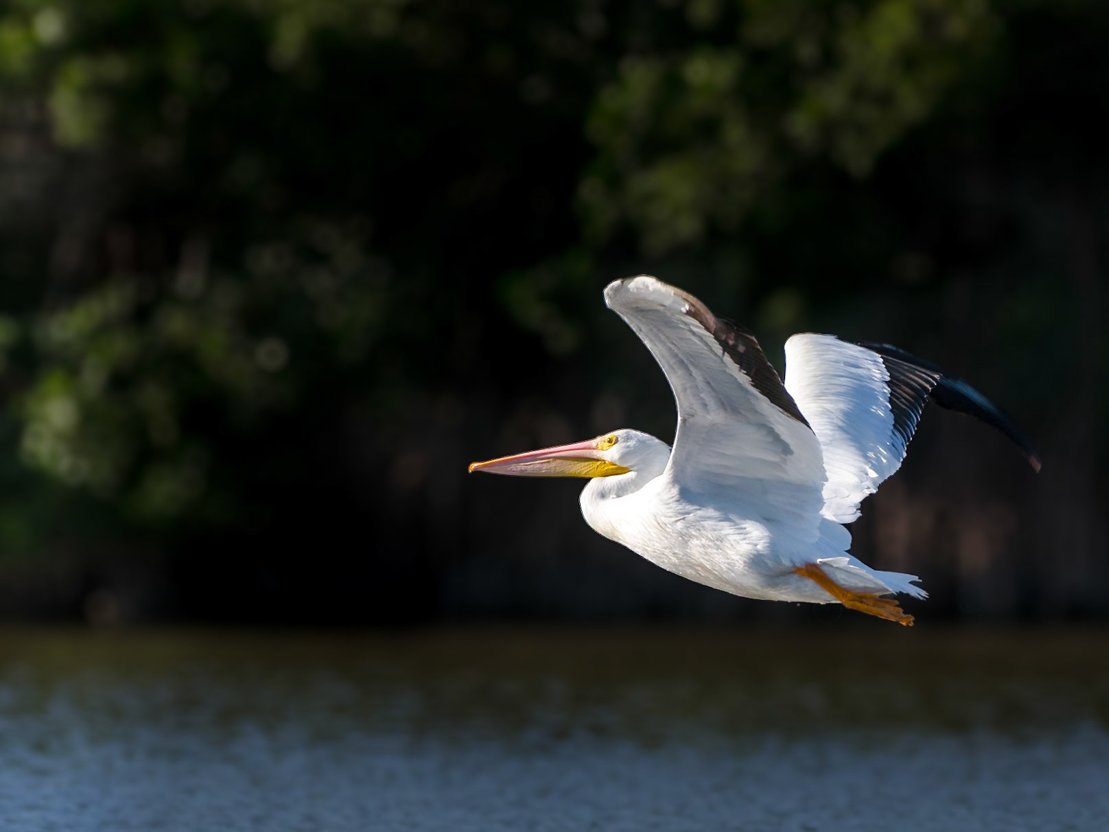 vorüberfliegender weißer Pelikan