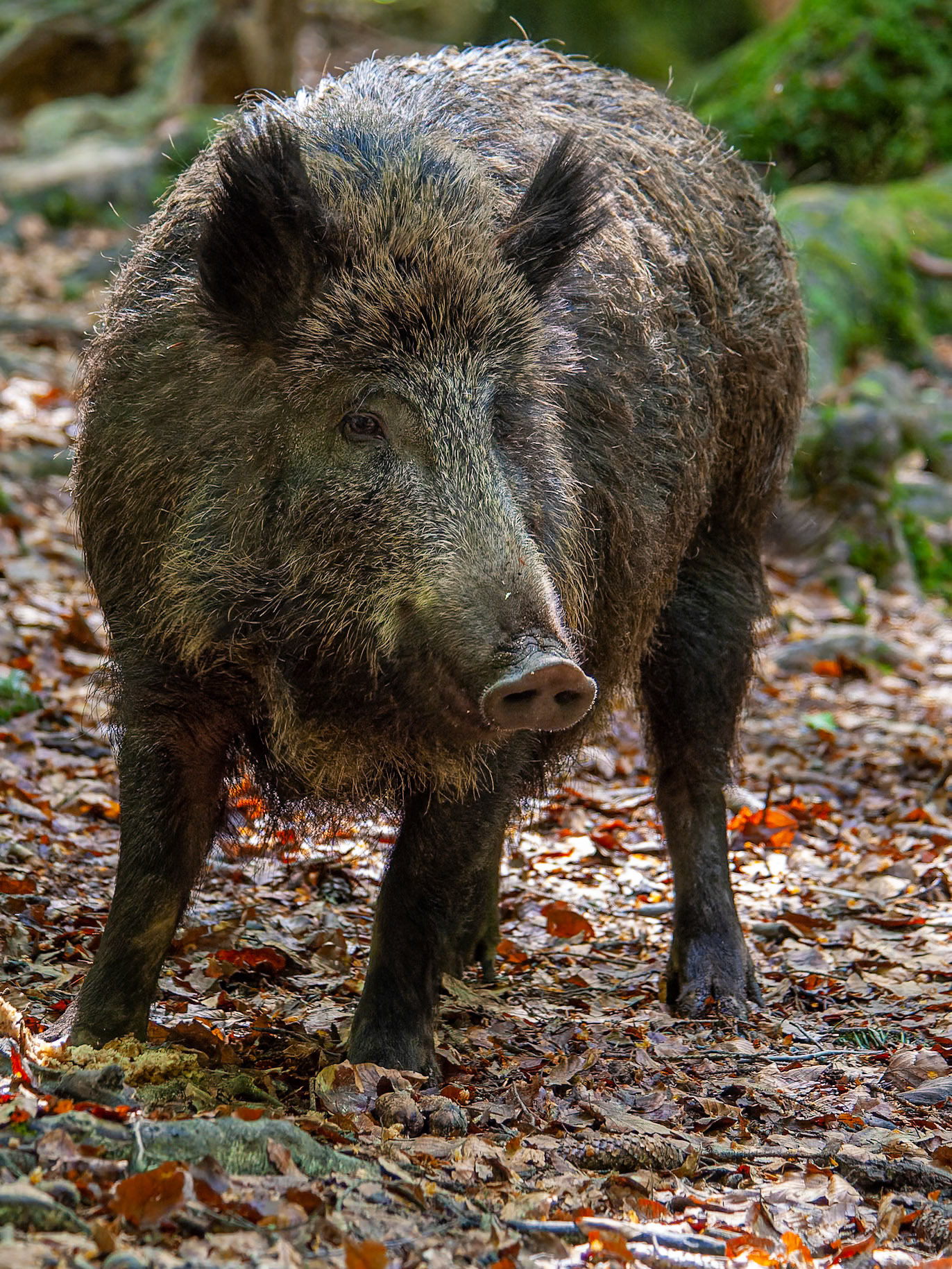 1/ 80s, at f/5 || E.Comp:-2 / 6 || 135mm || WB: AUTO 0. || ISO: 800 || Tone: NORMAL || Sharp: NORMAL || Camera: NIKON D2Xon: 2006:05:19 11:03:12