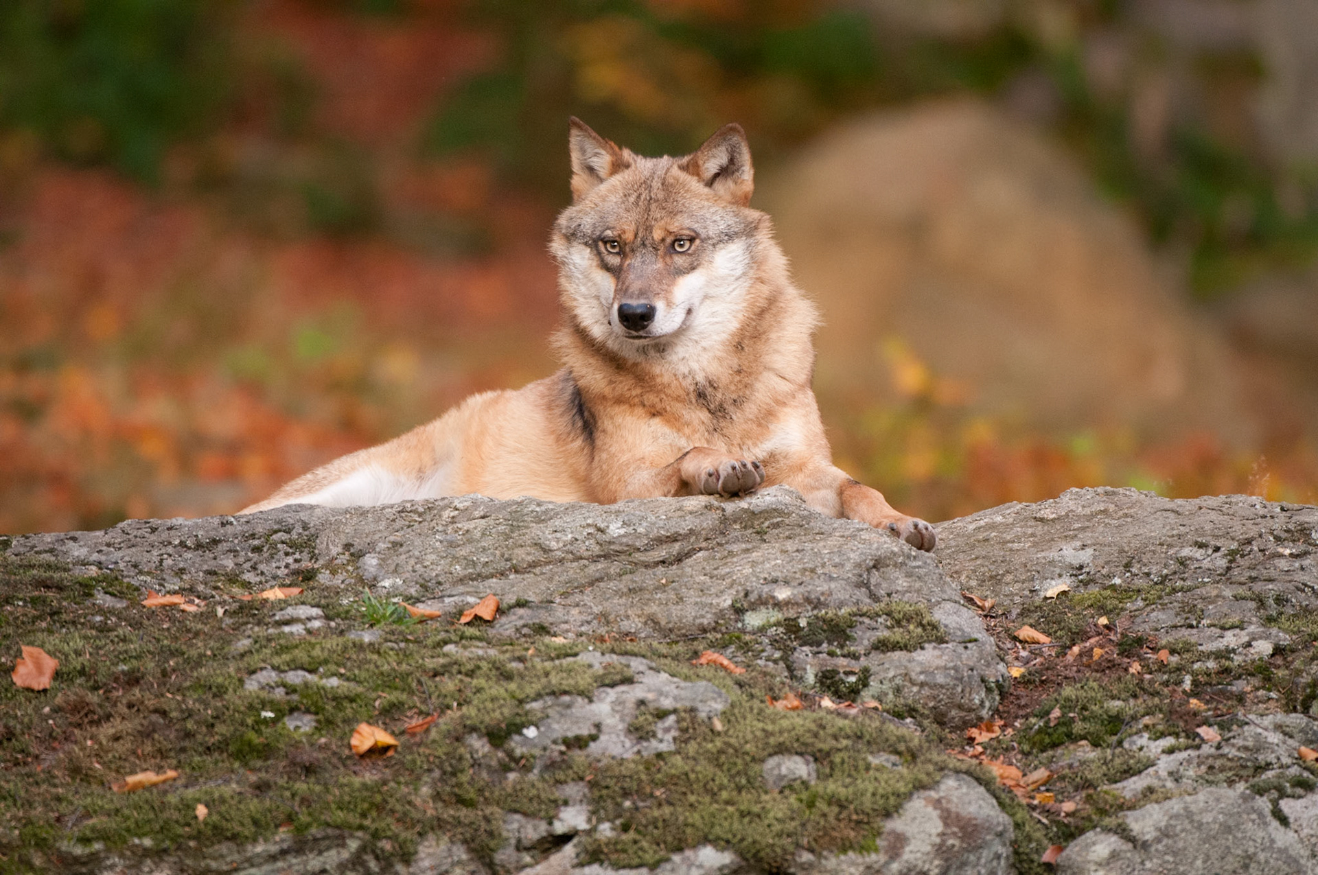 Wolf im Tierfreigehege Neuschönau