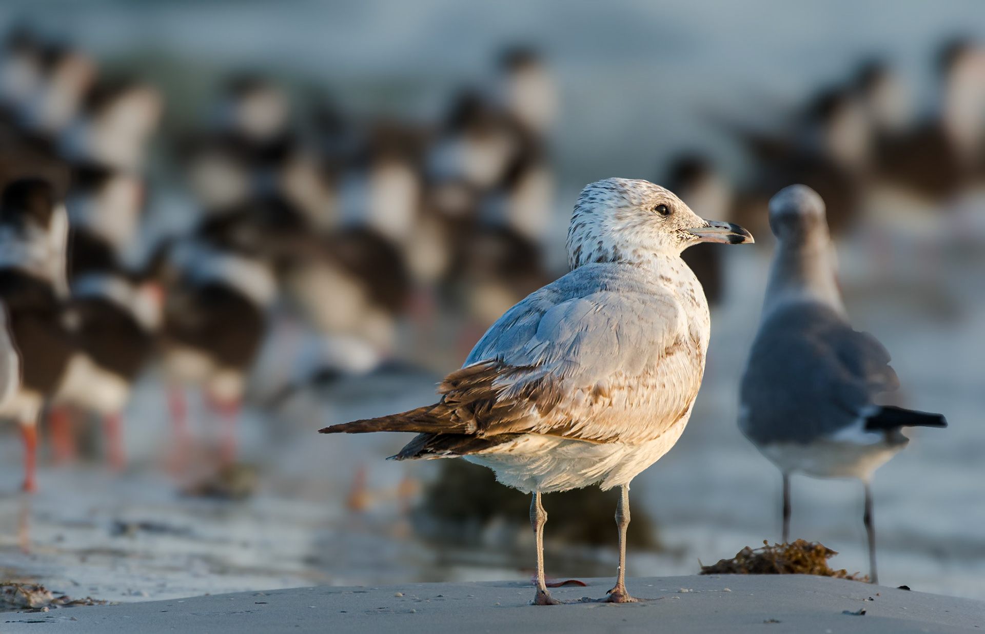 juvenile amerikanische Silbermöwe
