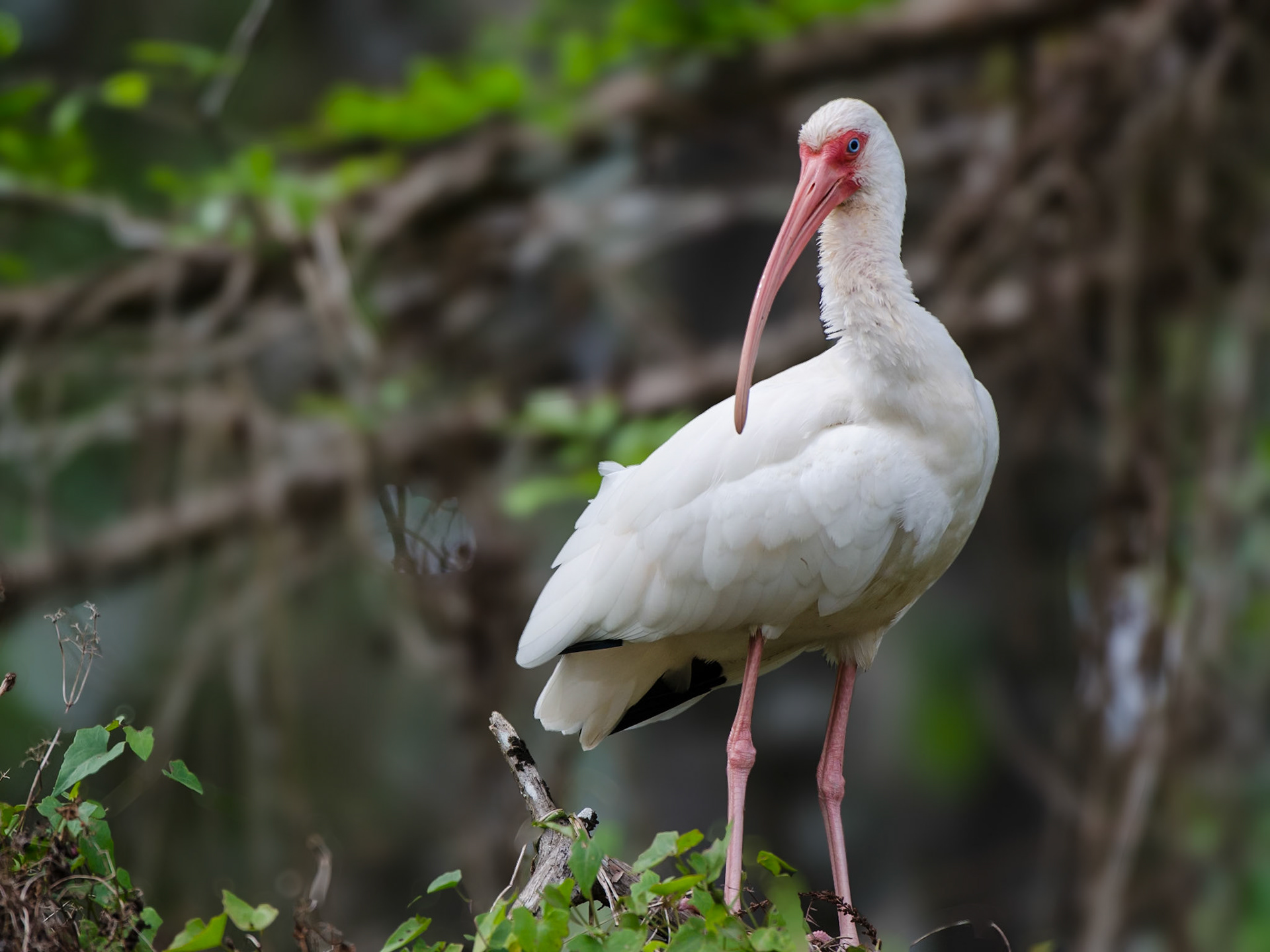 Ibis / weißer Sichler