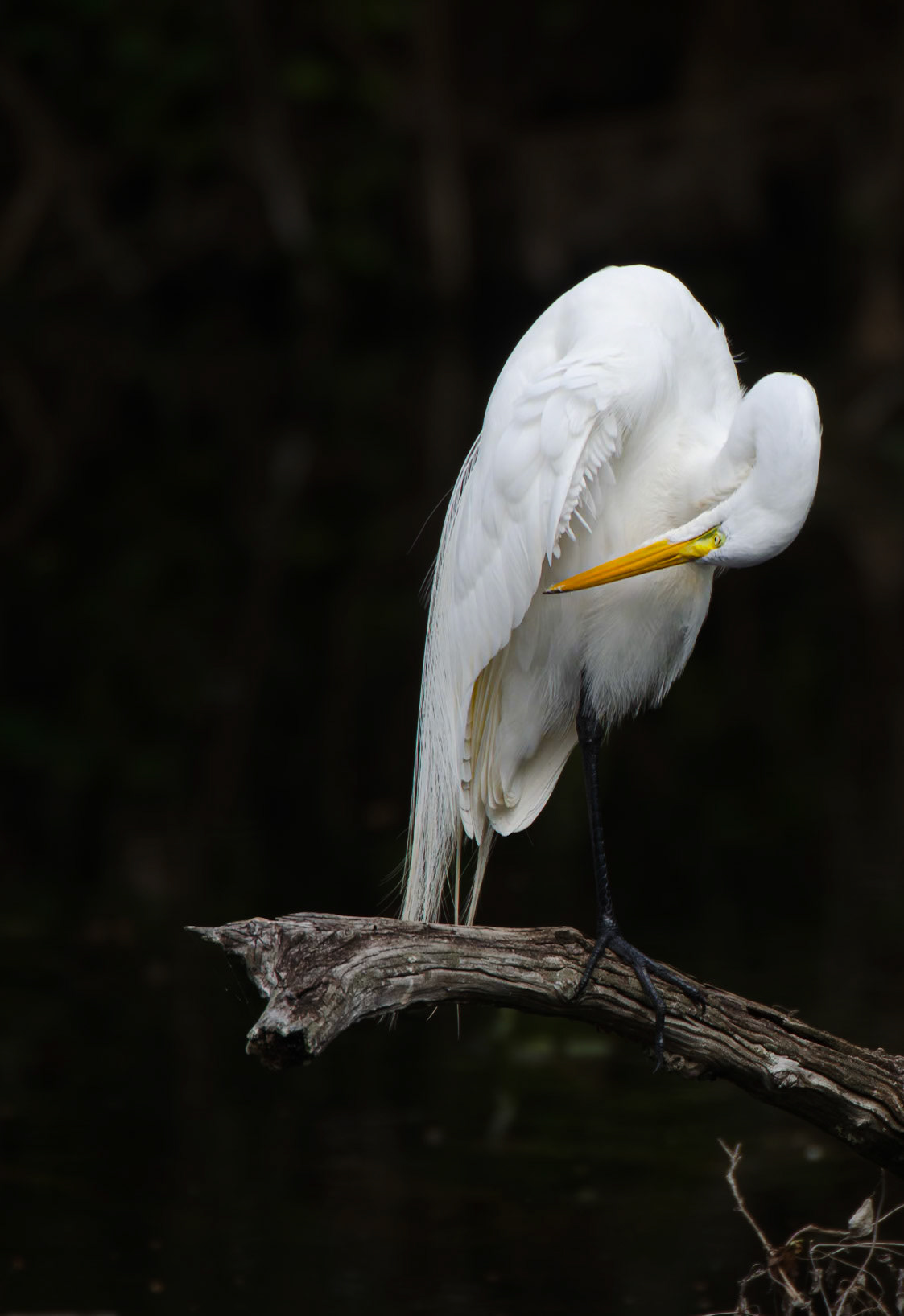 Seidenreiher bei der Gefiederpflege im mangrovenwald