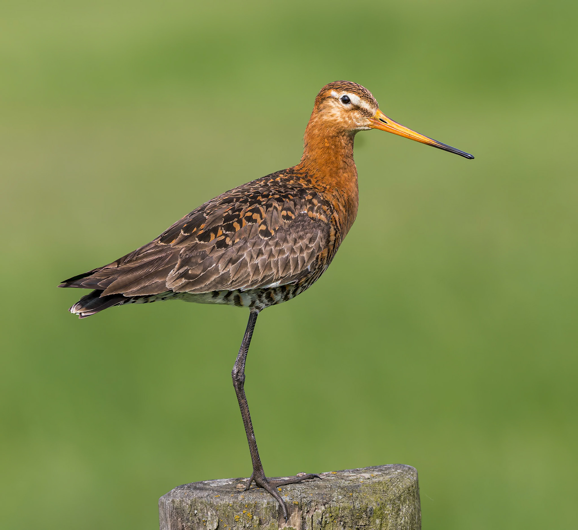 einbeinige Uferschnepfe