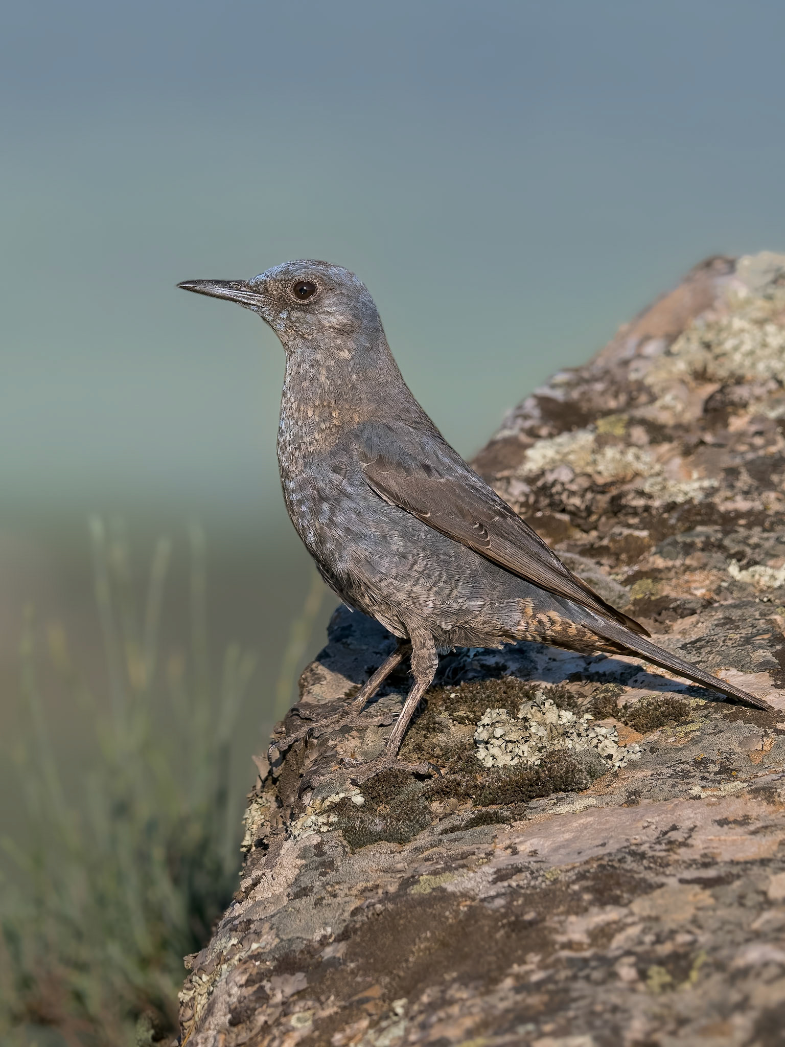 Blaumerle ( angefüttert )