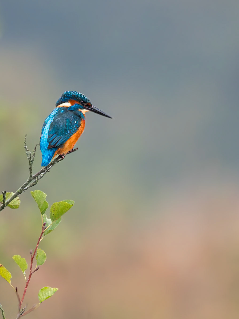 Eisvogel