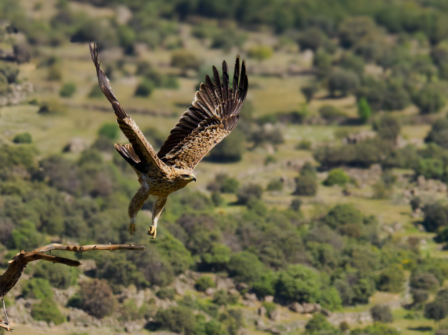 spanischer Kaiseradler im Abflug