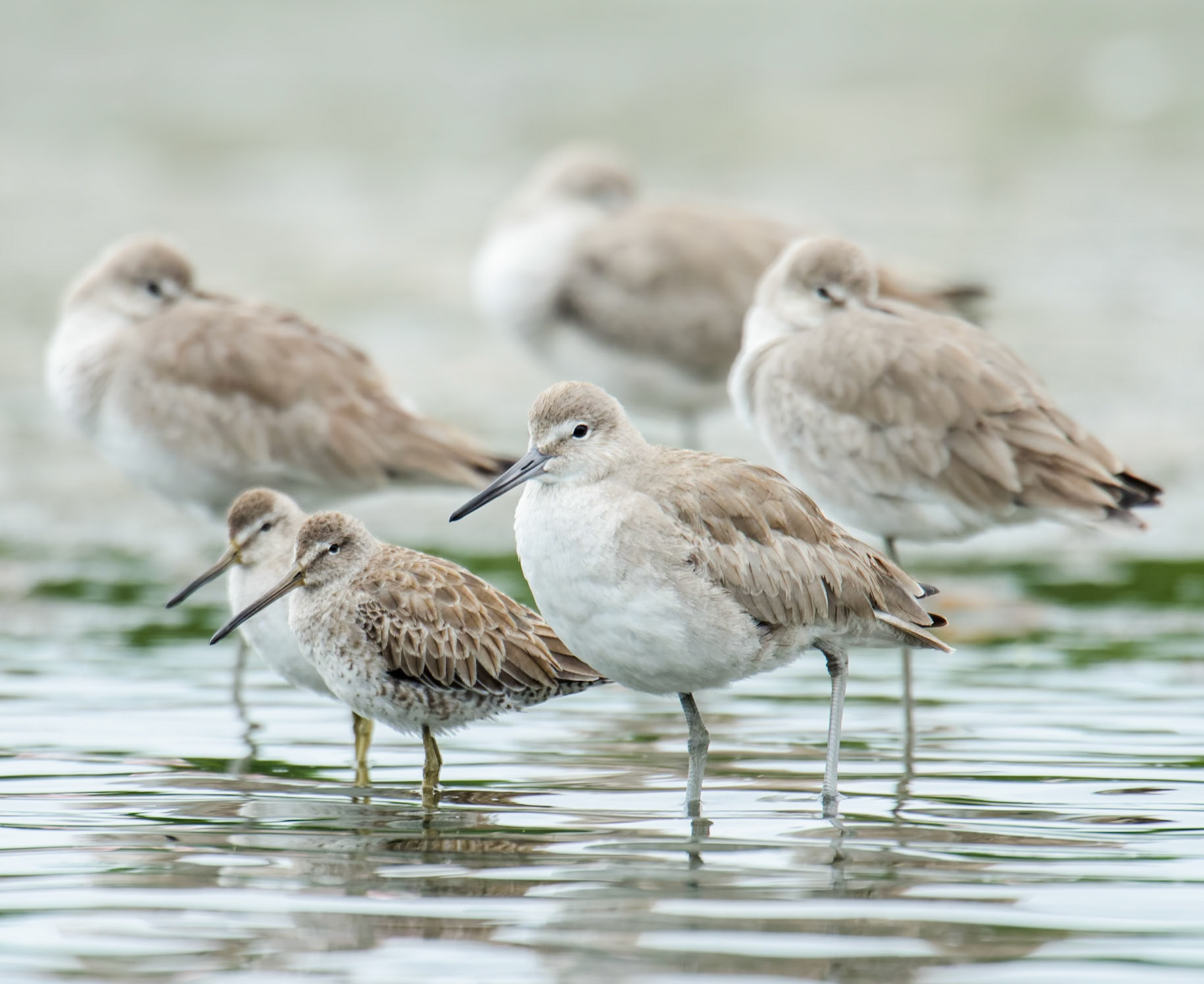 Eine Gruppe Schlammläufer