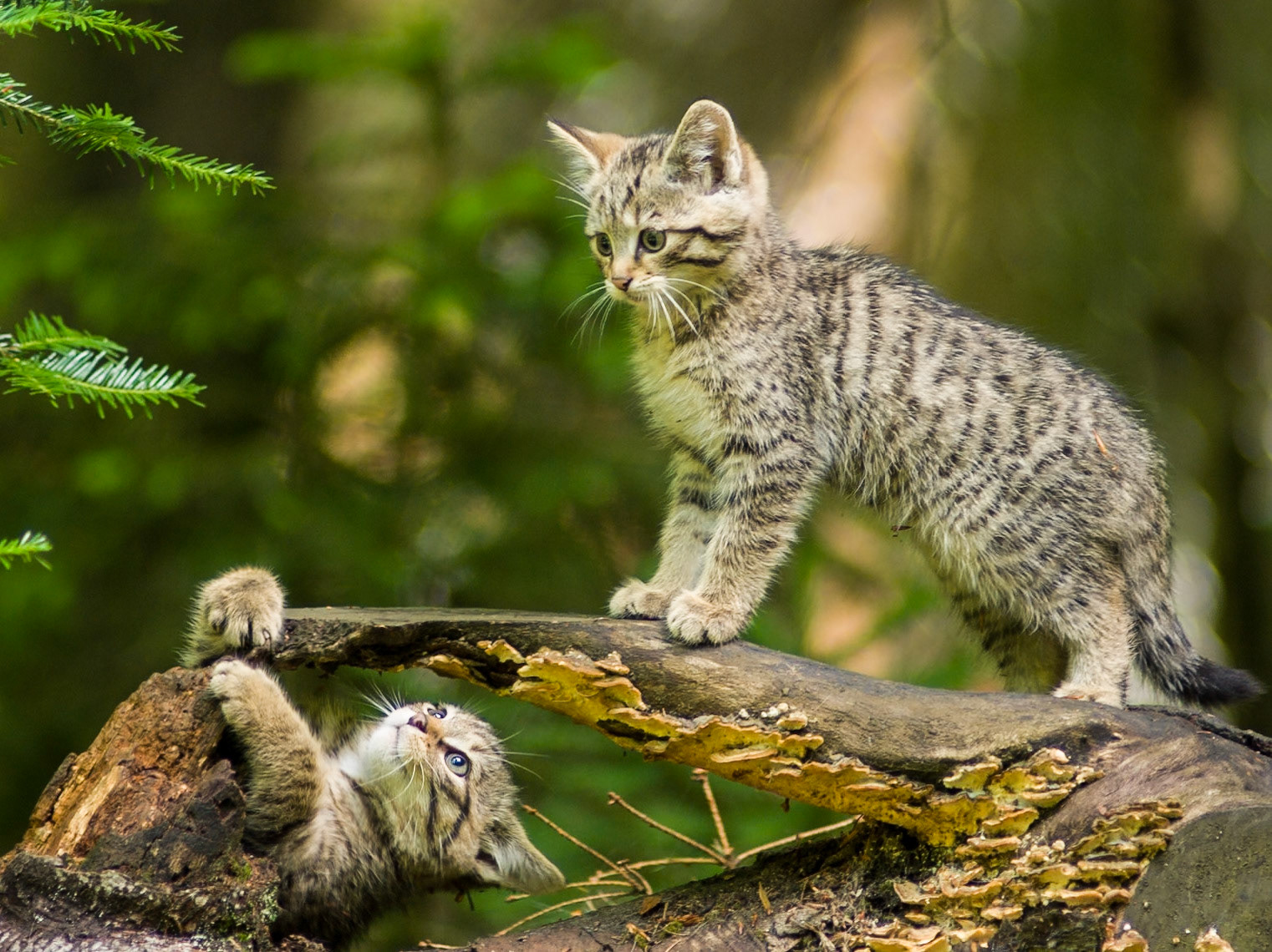 Wildkatzenjunge beim Spiel im Tier-Freihgehege