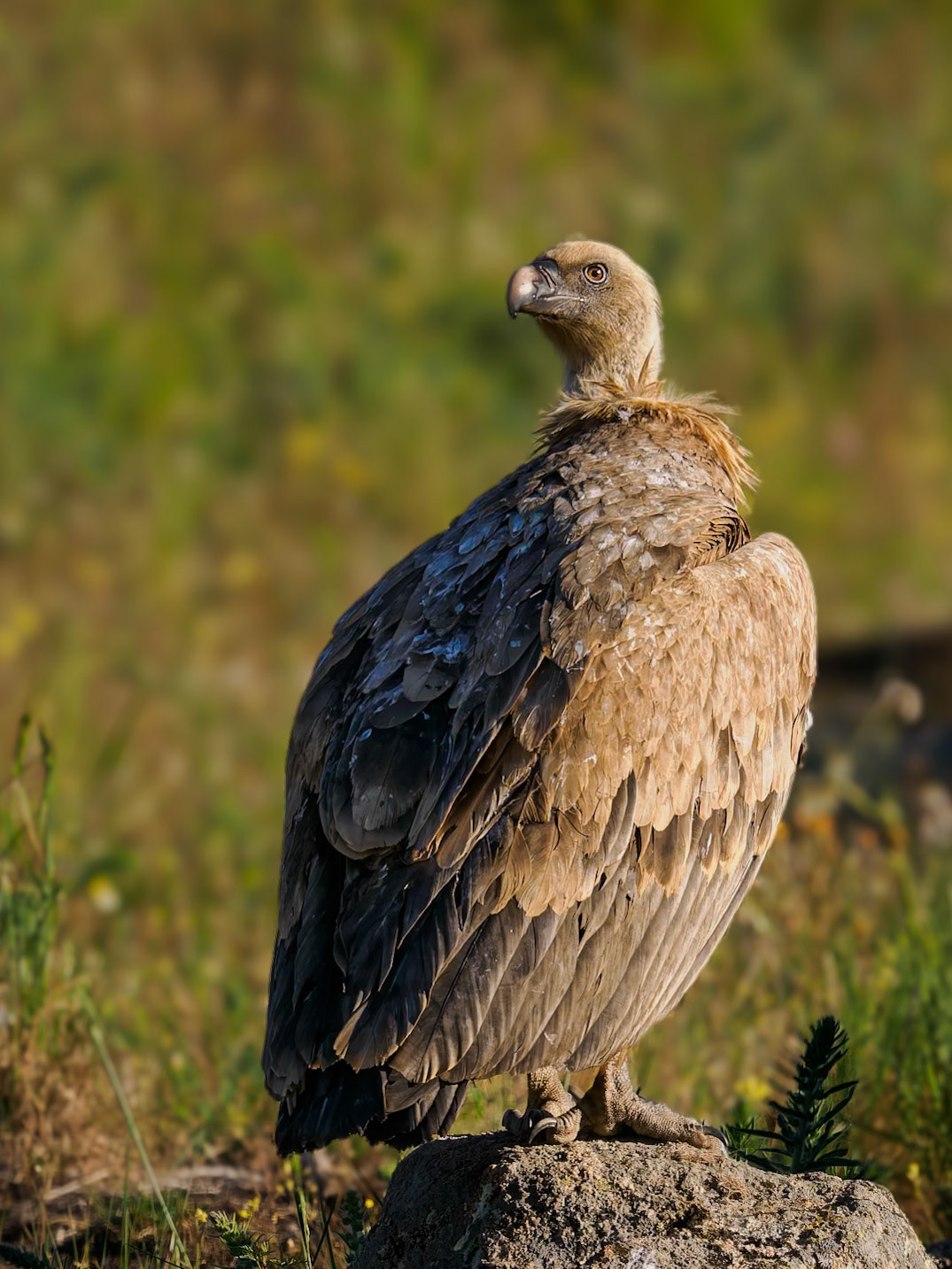 "genervter" Gänsegeier
