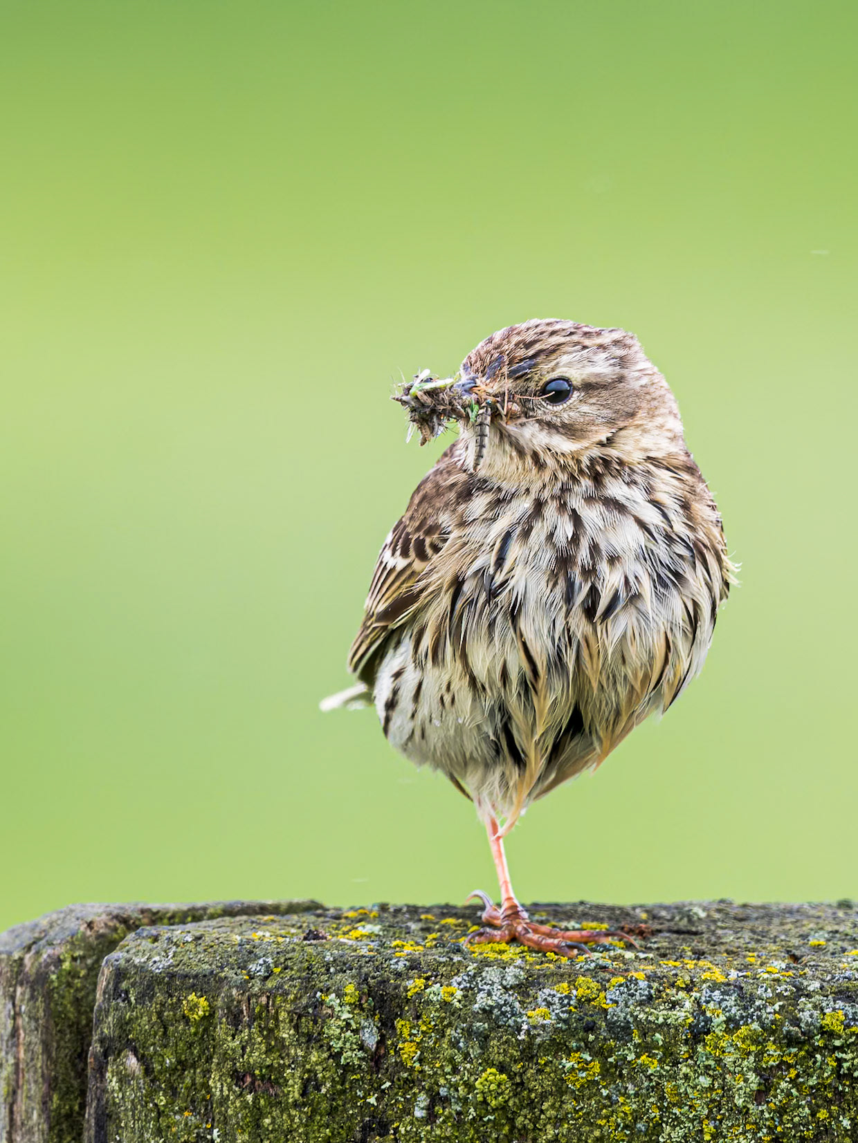 Wiesenpieper mit Beute im Schnabel