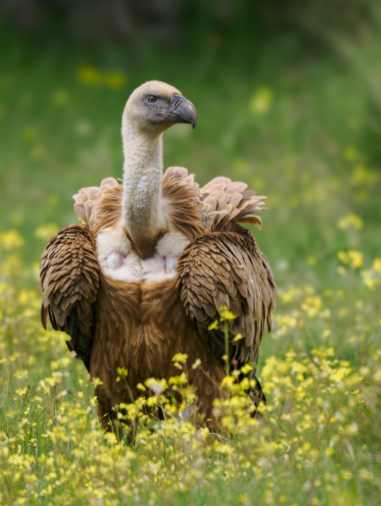 Gänsegeier