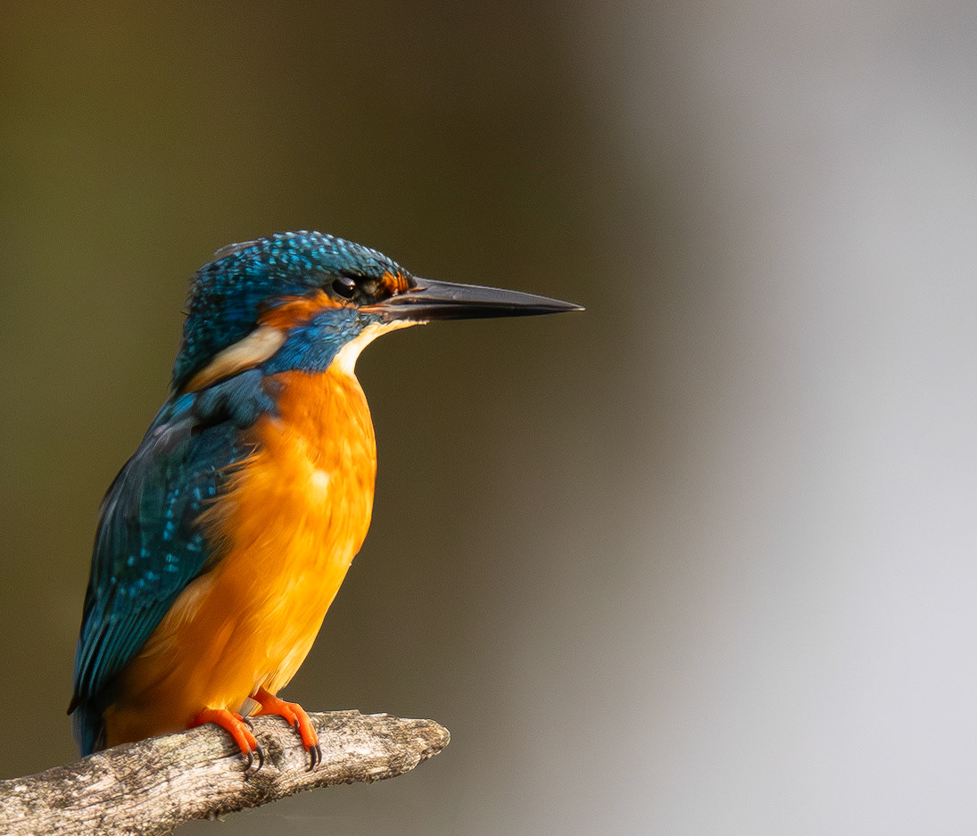 Eisvogel