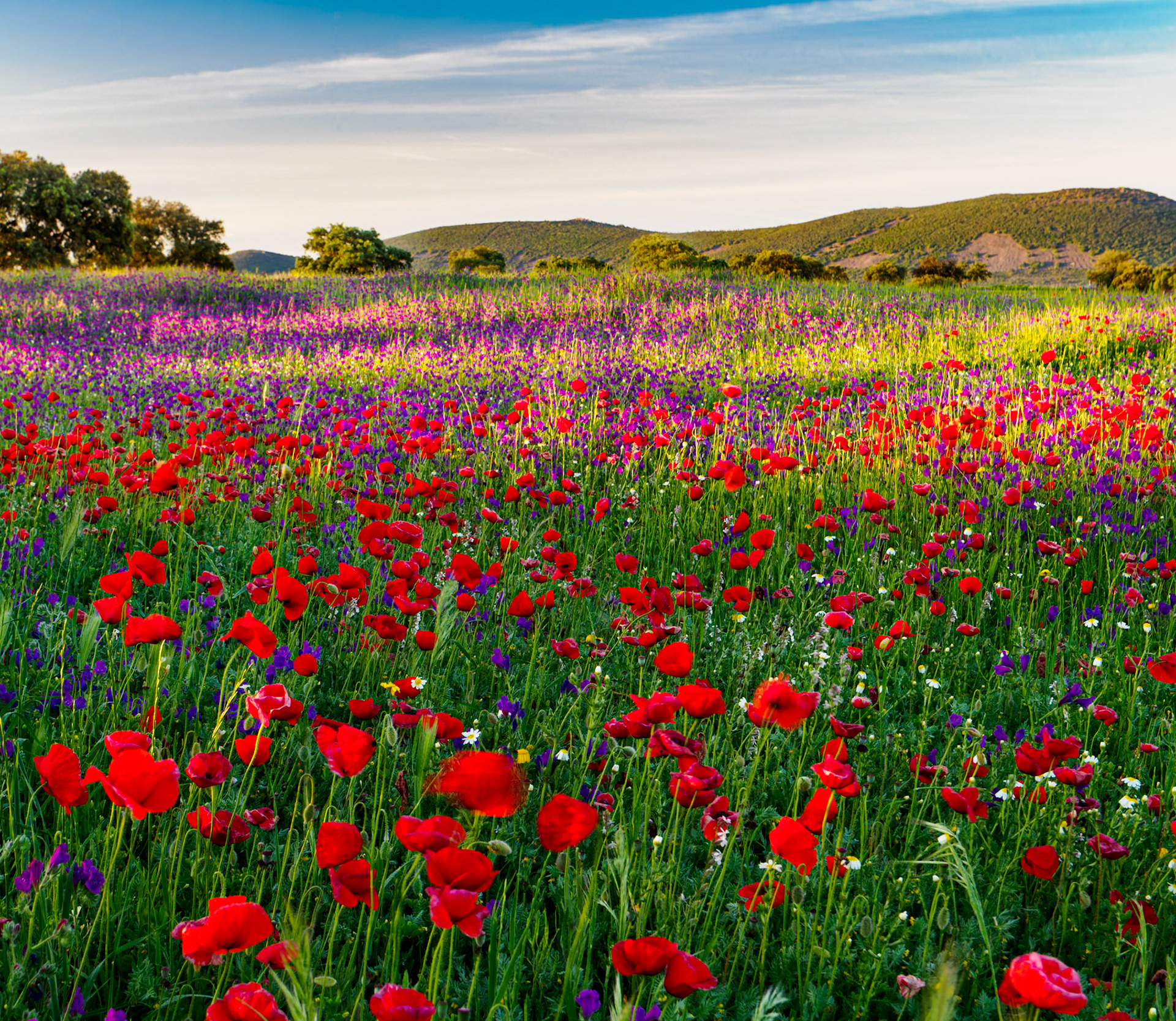 blühende Extrema Dura