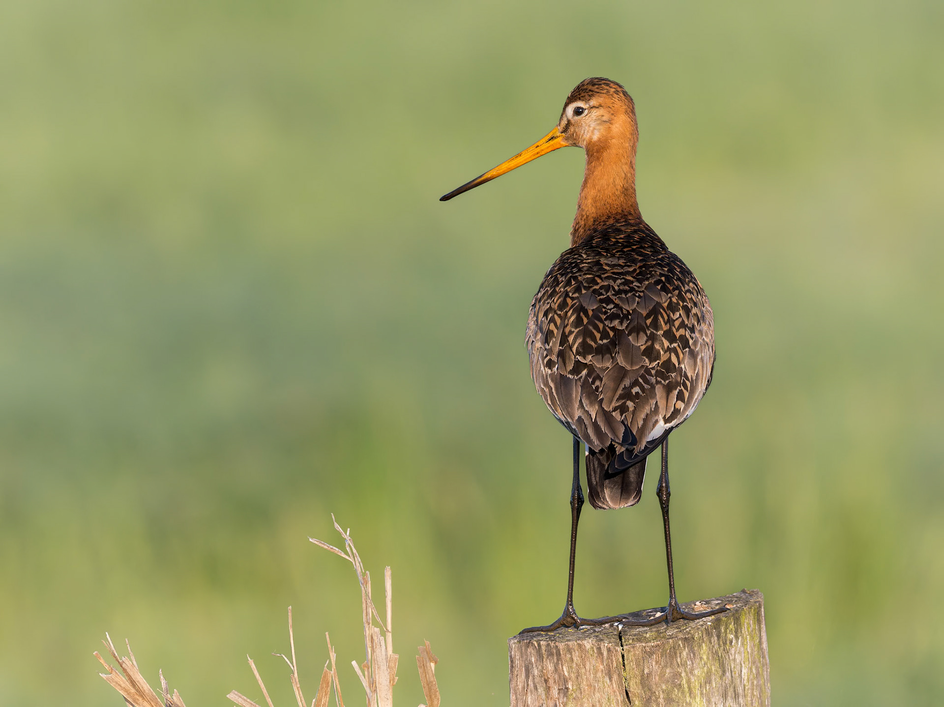 Bin ich nciht schön !