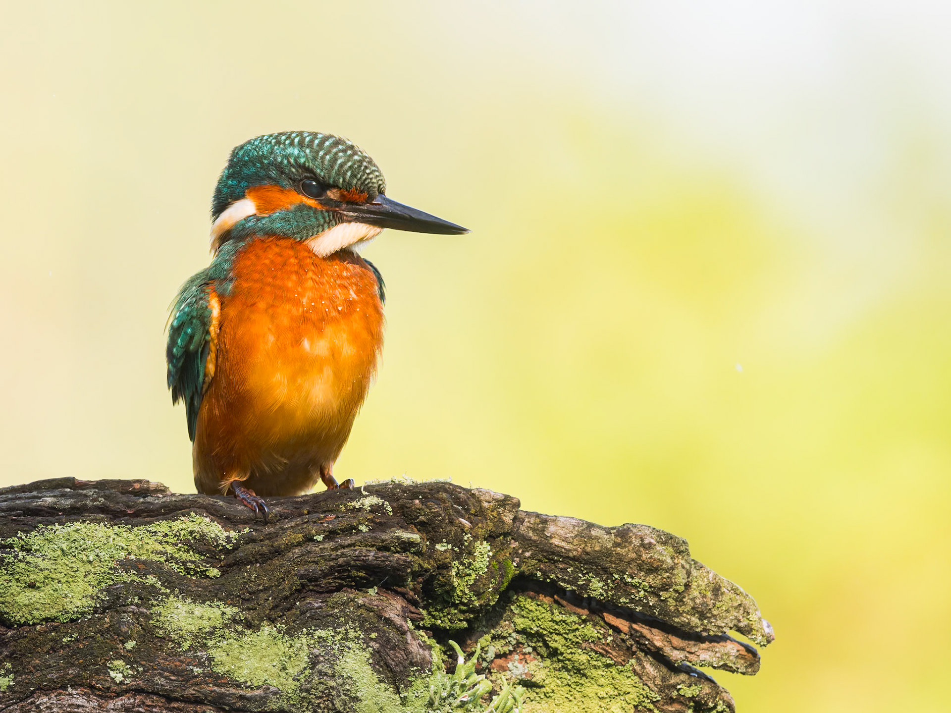 Eisvogel