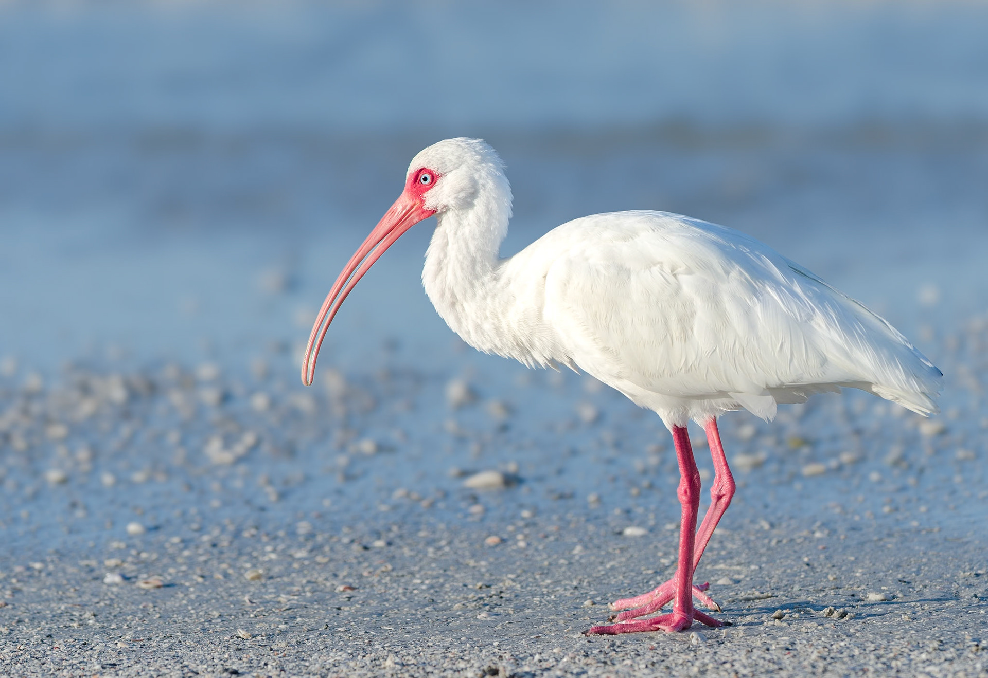 Schneesichler am Meer
