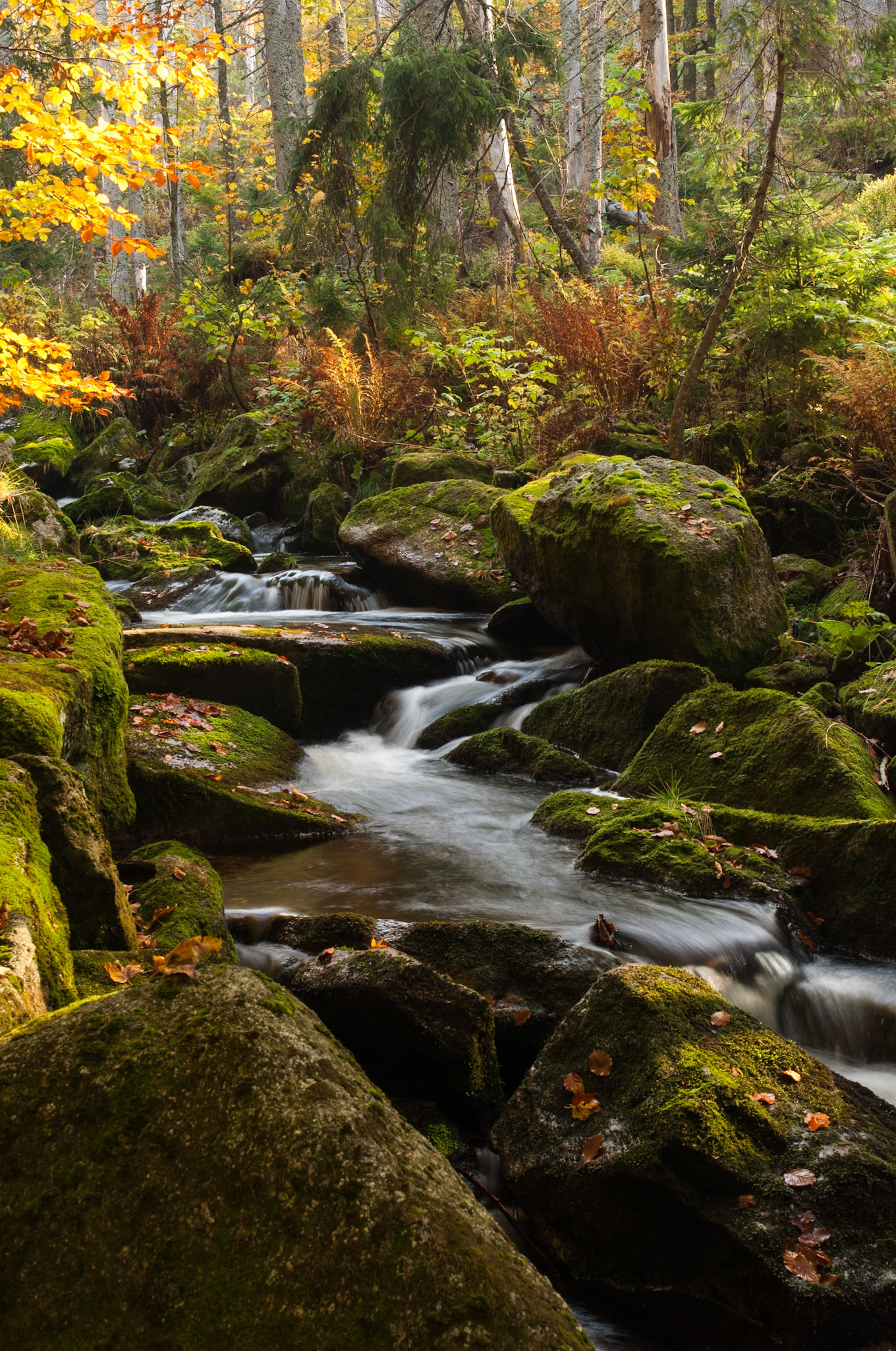 kleine Ohe im Herbst