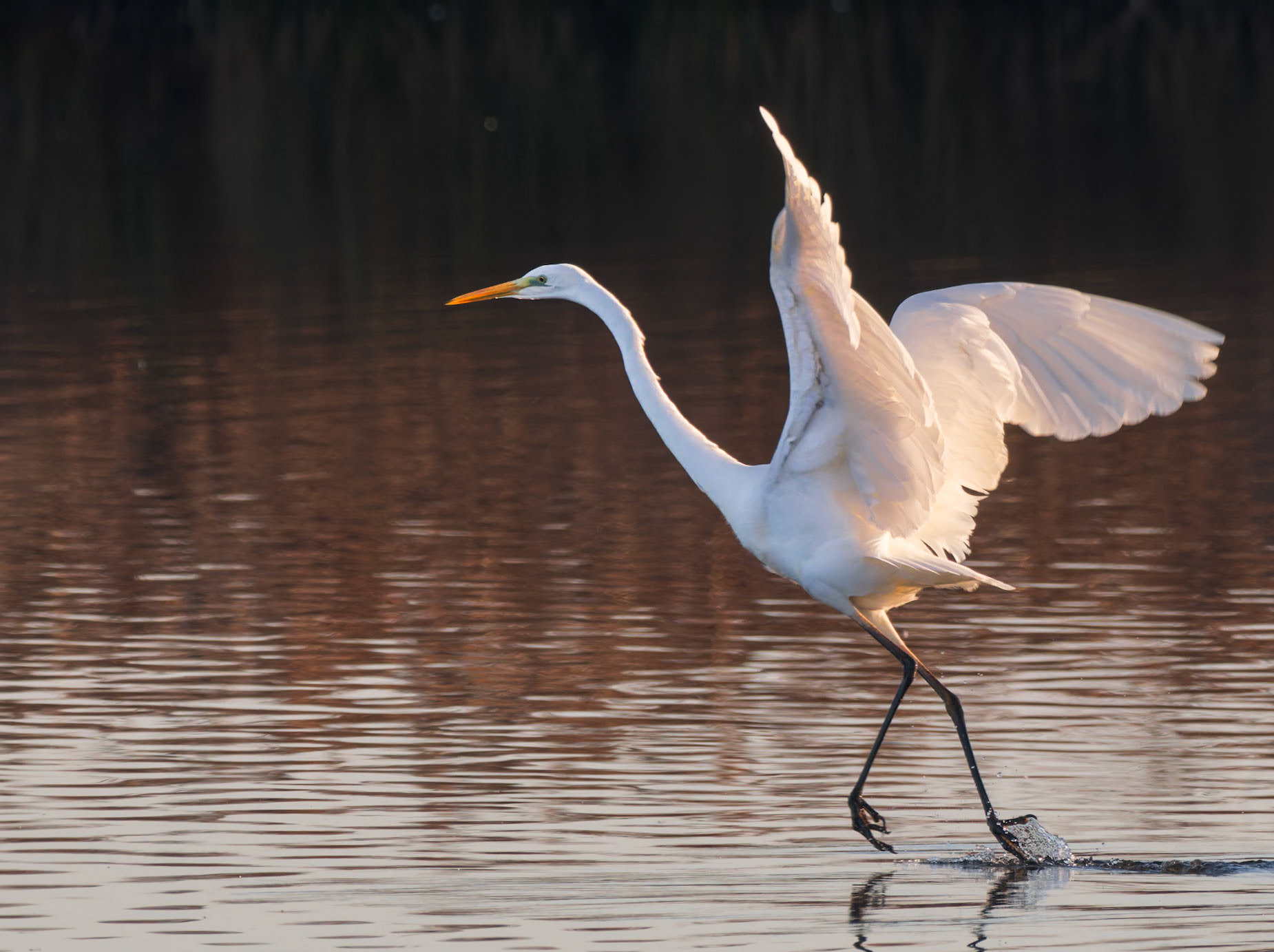 Seidenreiher in Action