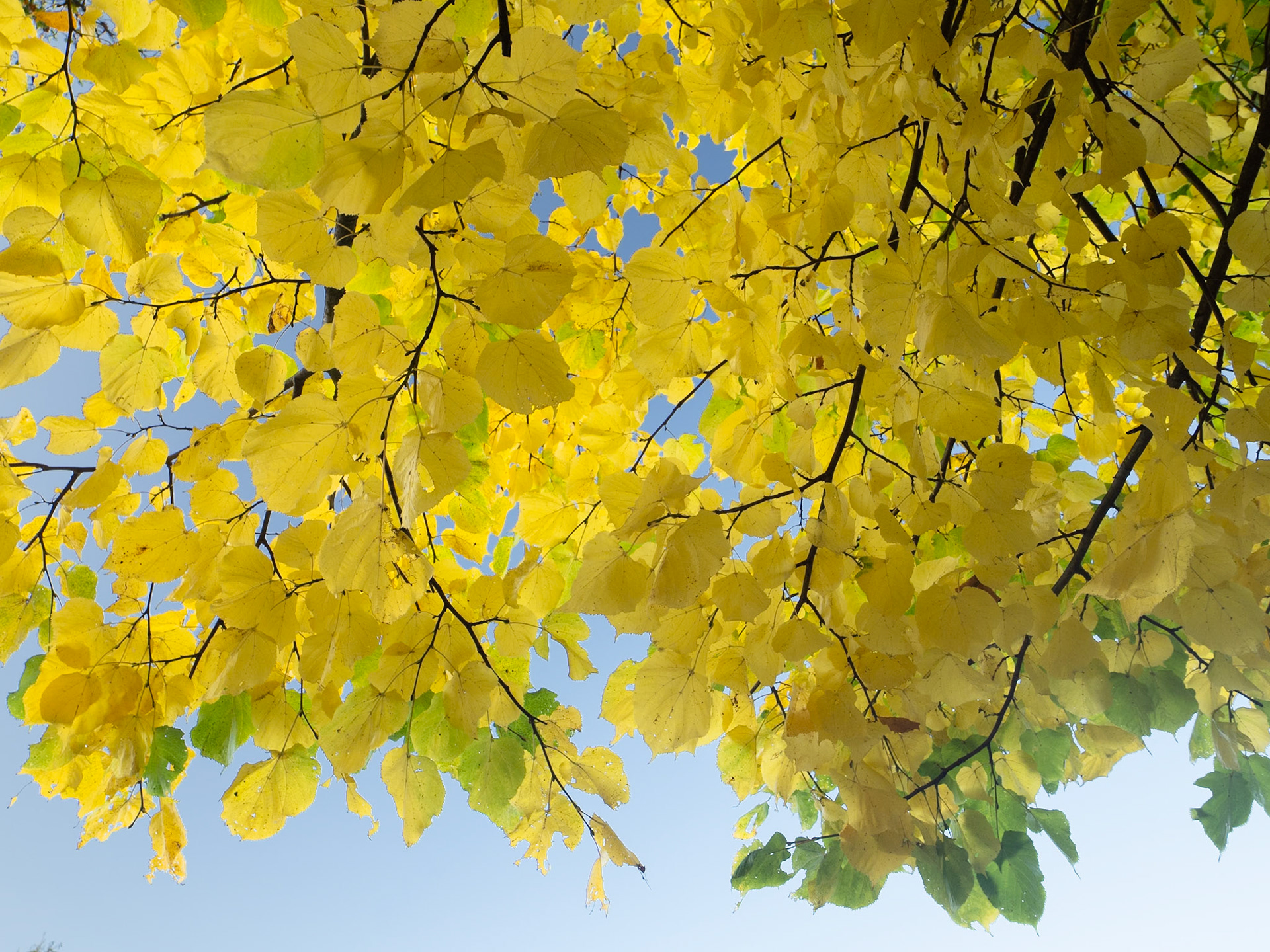 Lindenblätter im Herbst