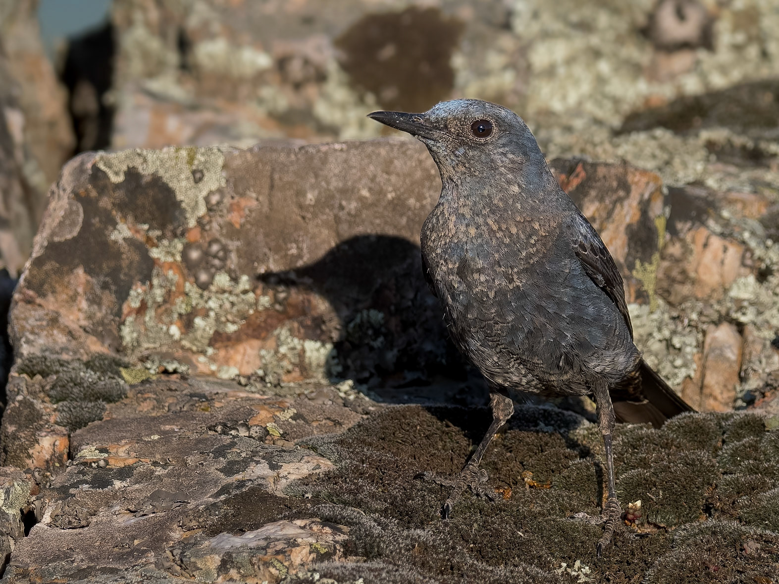 Blaumerle ( angefüttert )
