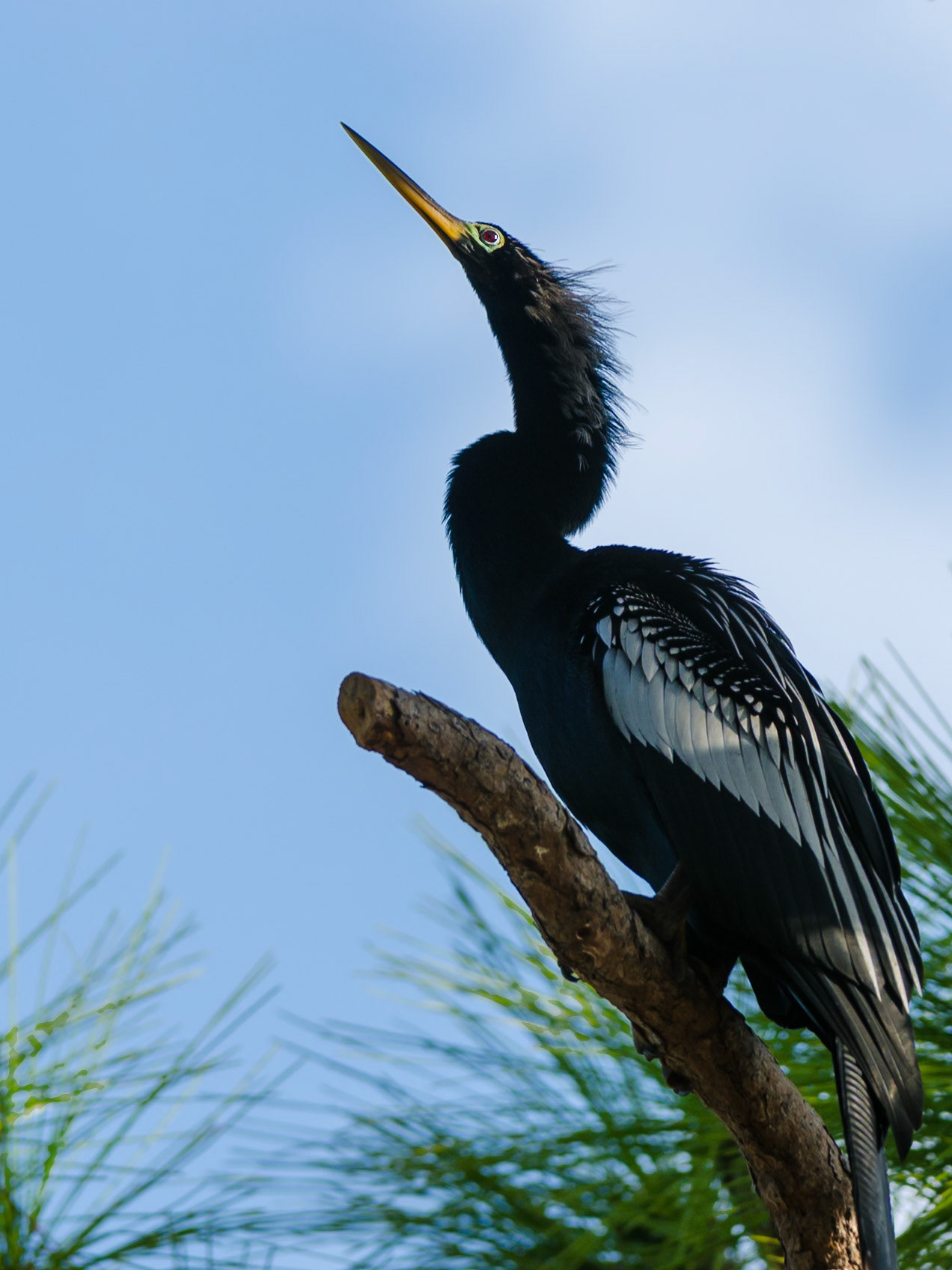 Schlangenhalsvogel