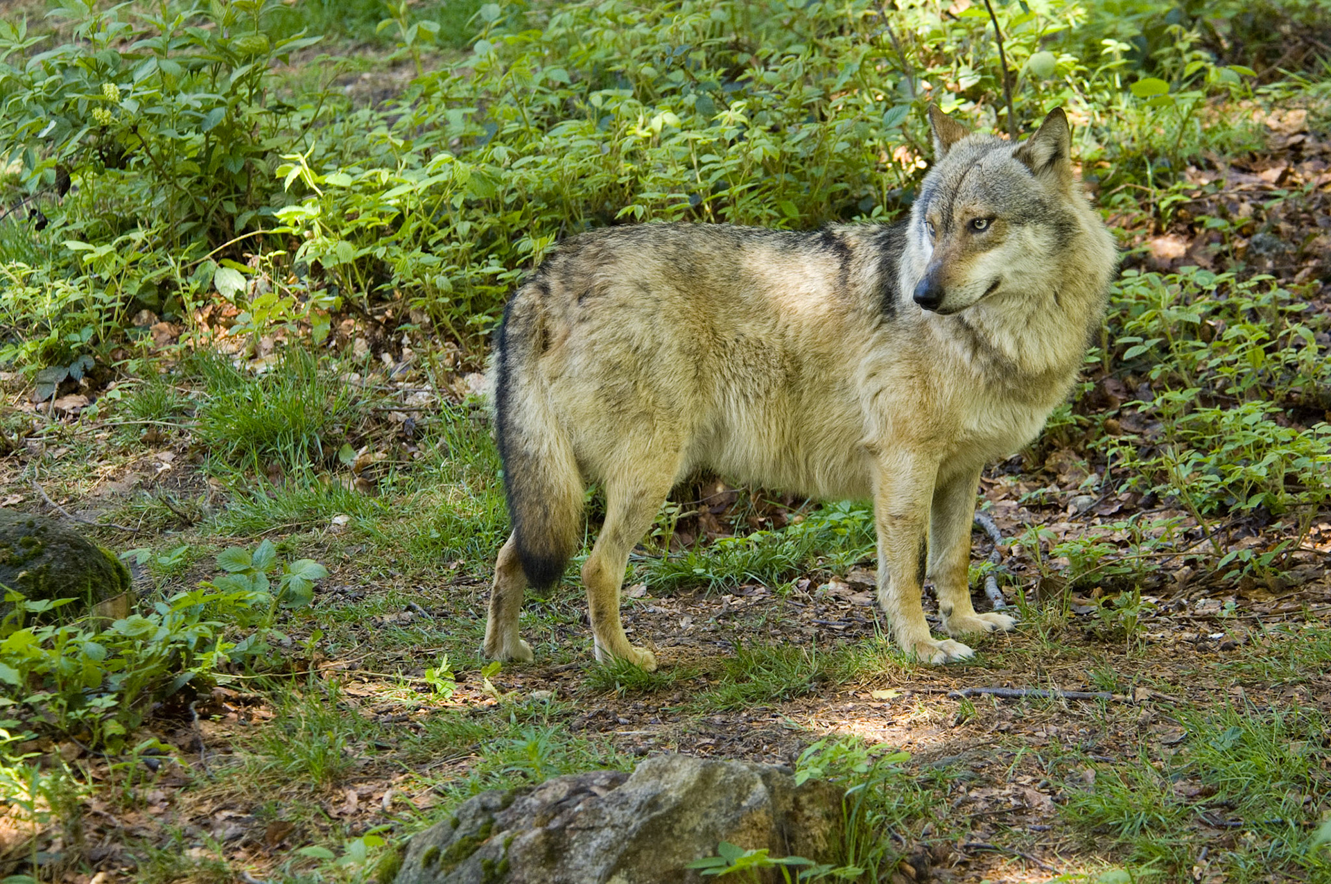 Wolf im Tierfreigehege Neuschönau