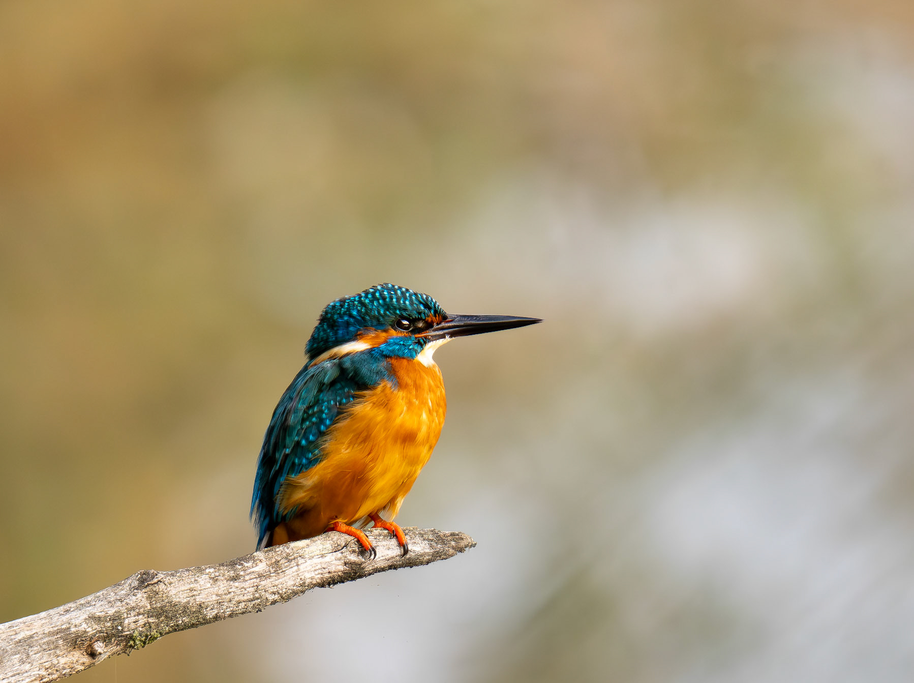 Eisvogel