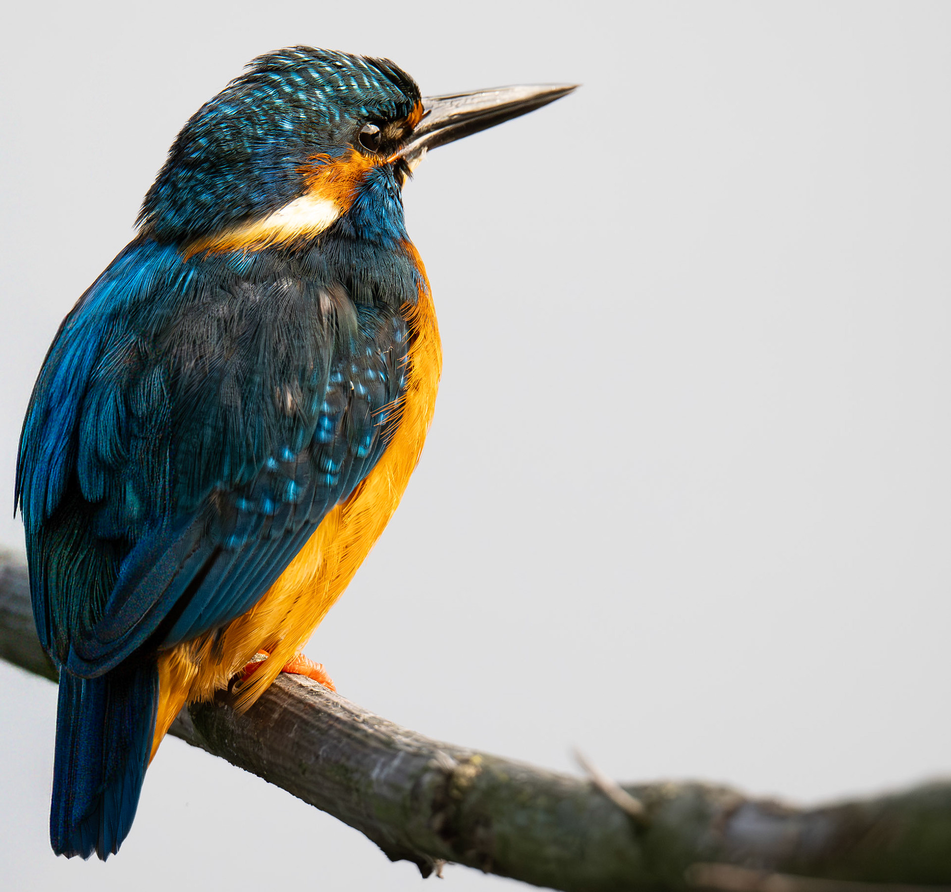 Eisvogel