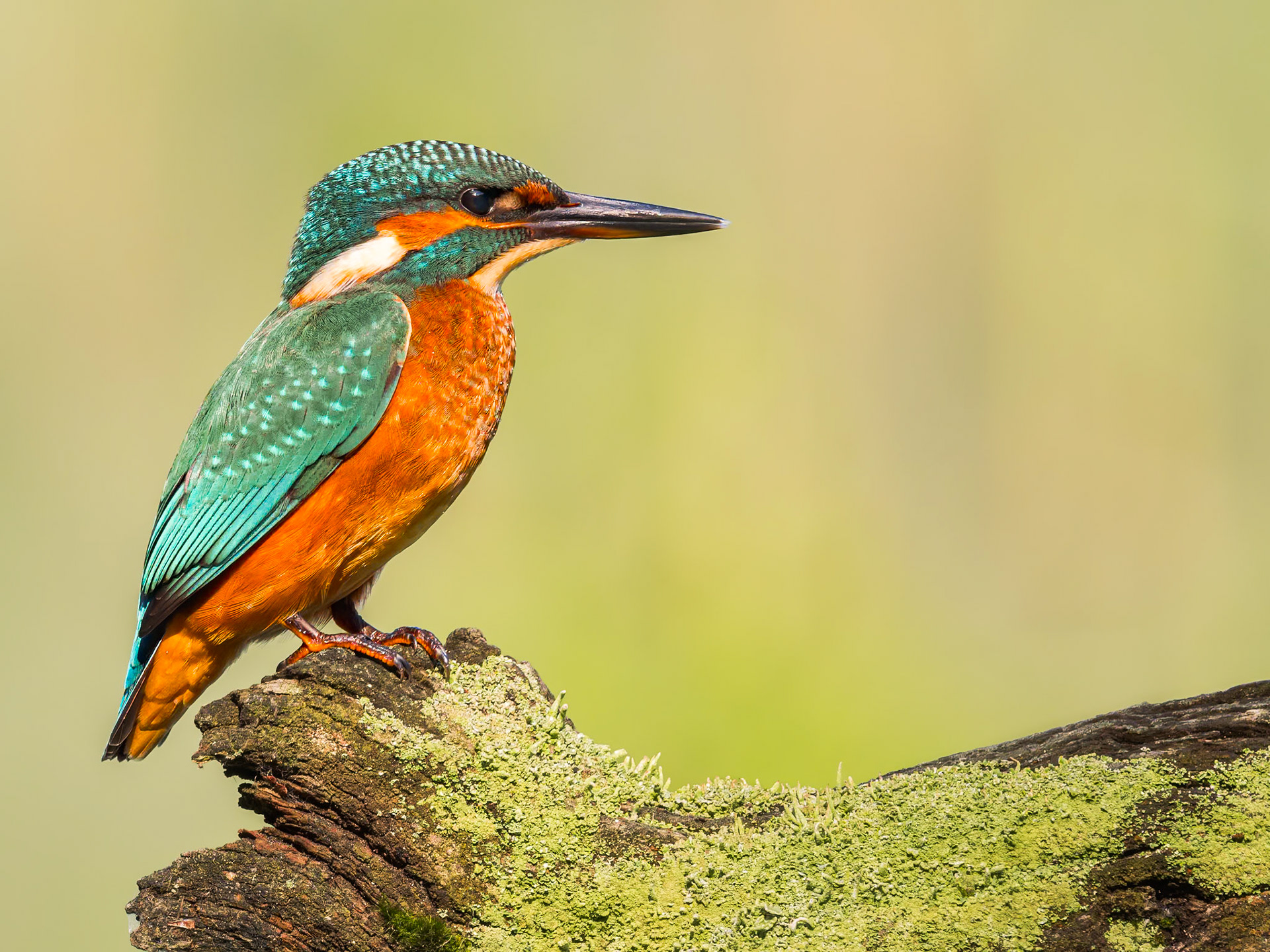 Eisvogel