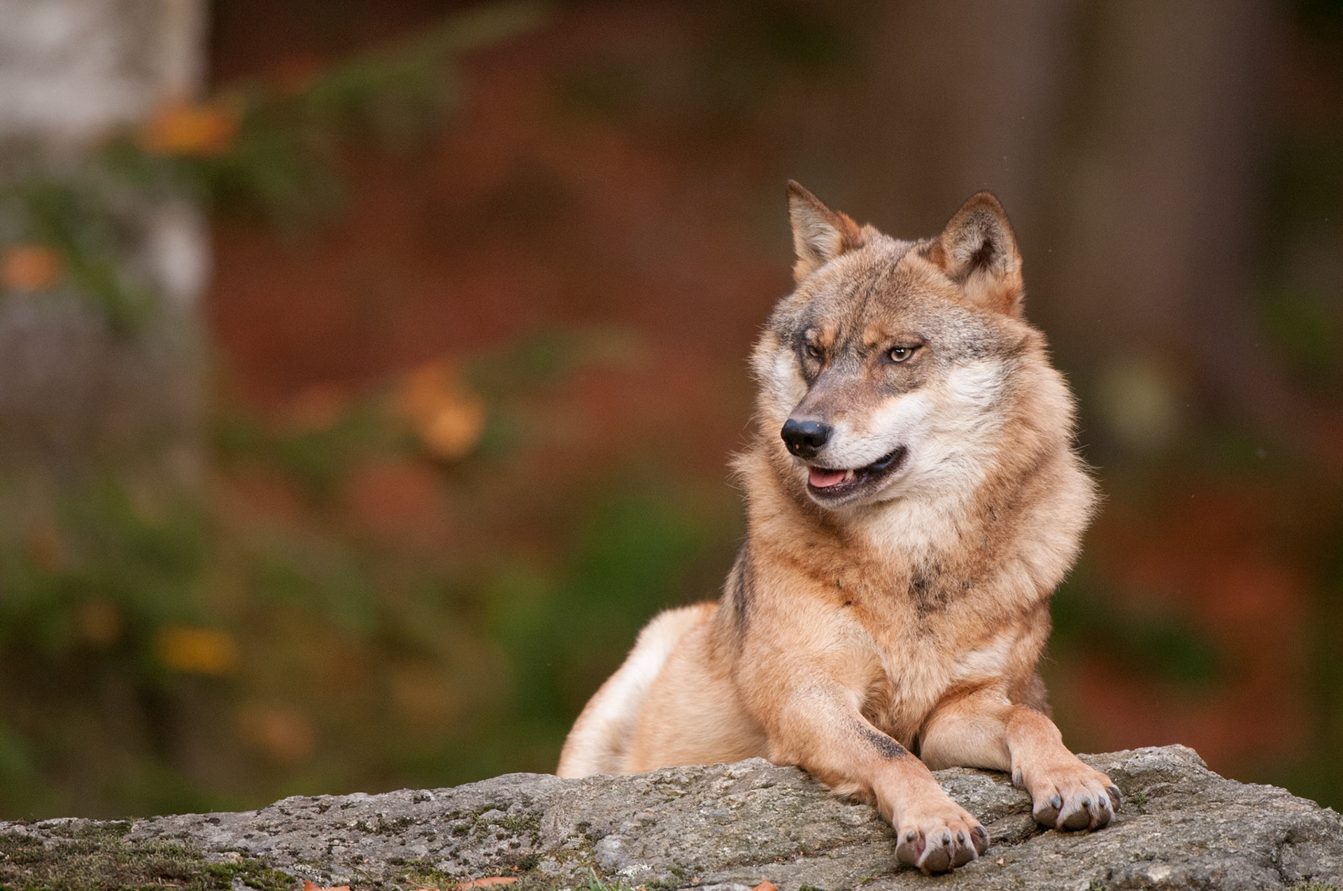 Wolf im Tierfreigehege Neuschönau