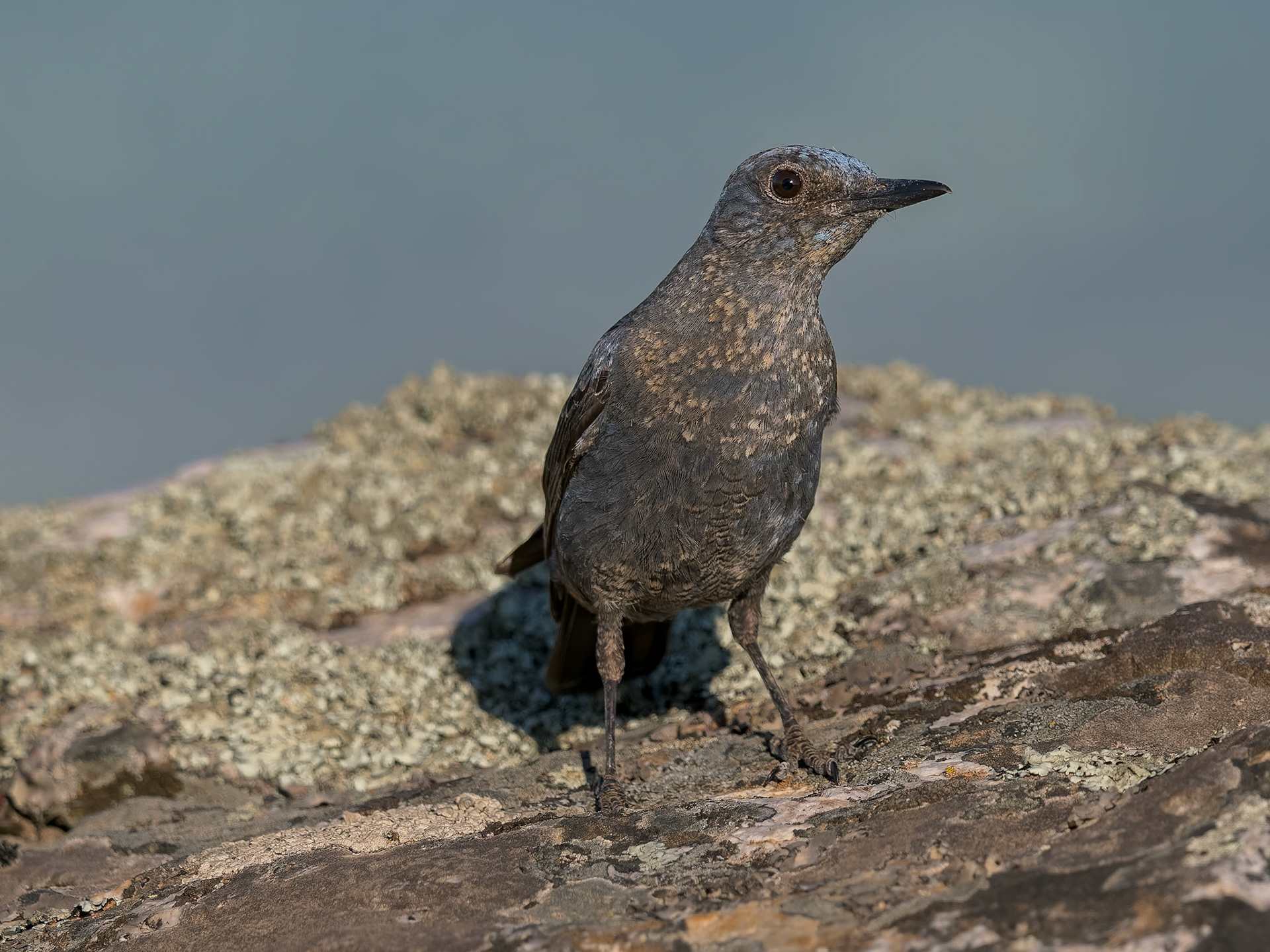 Blaumerle ( angefüttert )