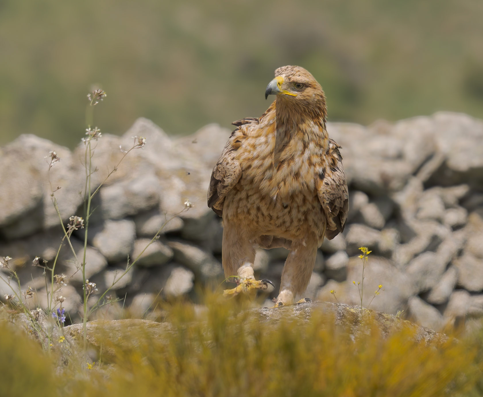 spanischer Kaiseradler