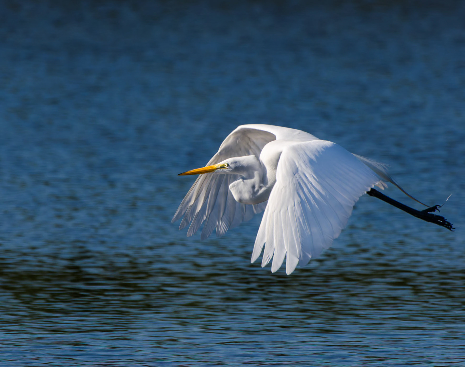 vorüberfliegender Silberreiher