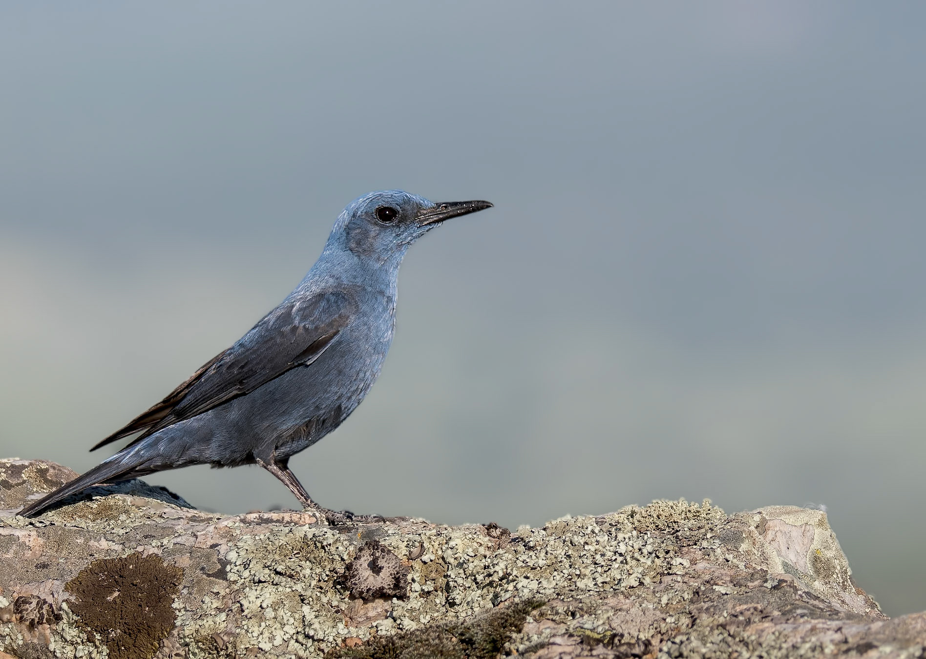 Blaumerle ( angefüttert )