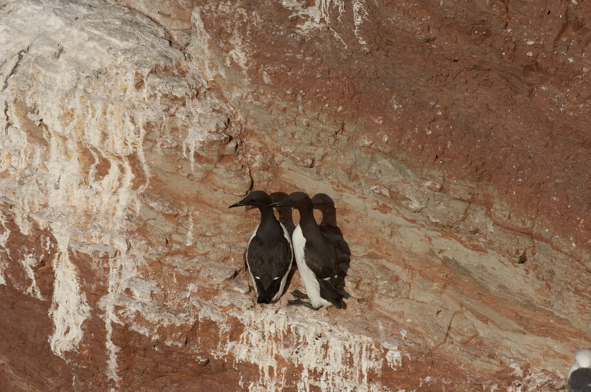 Trottellummen Fatalismus