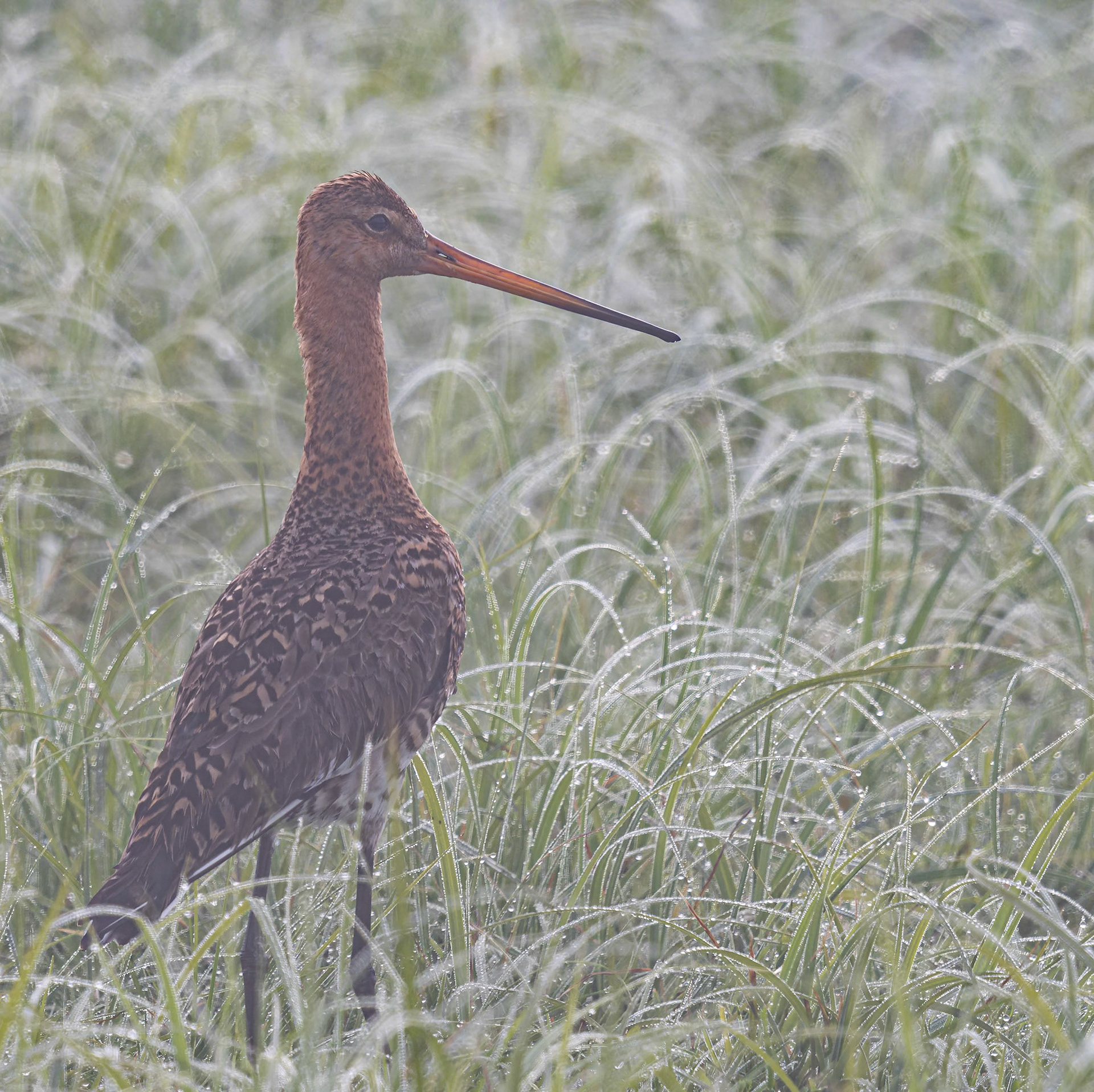 Uferschnepfe im Morgennebel