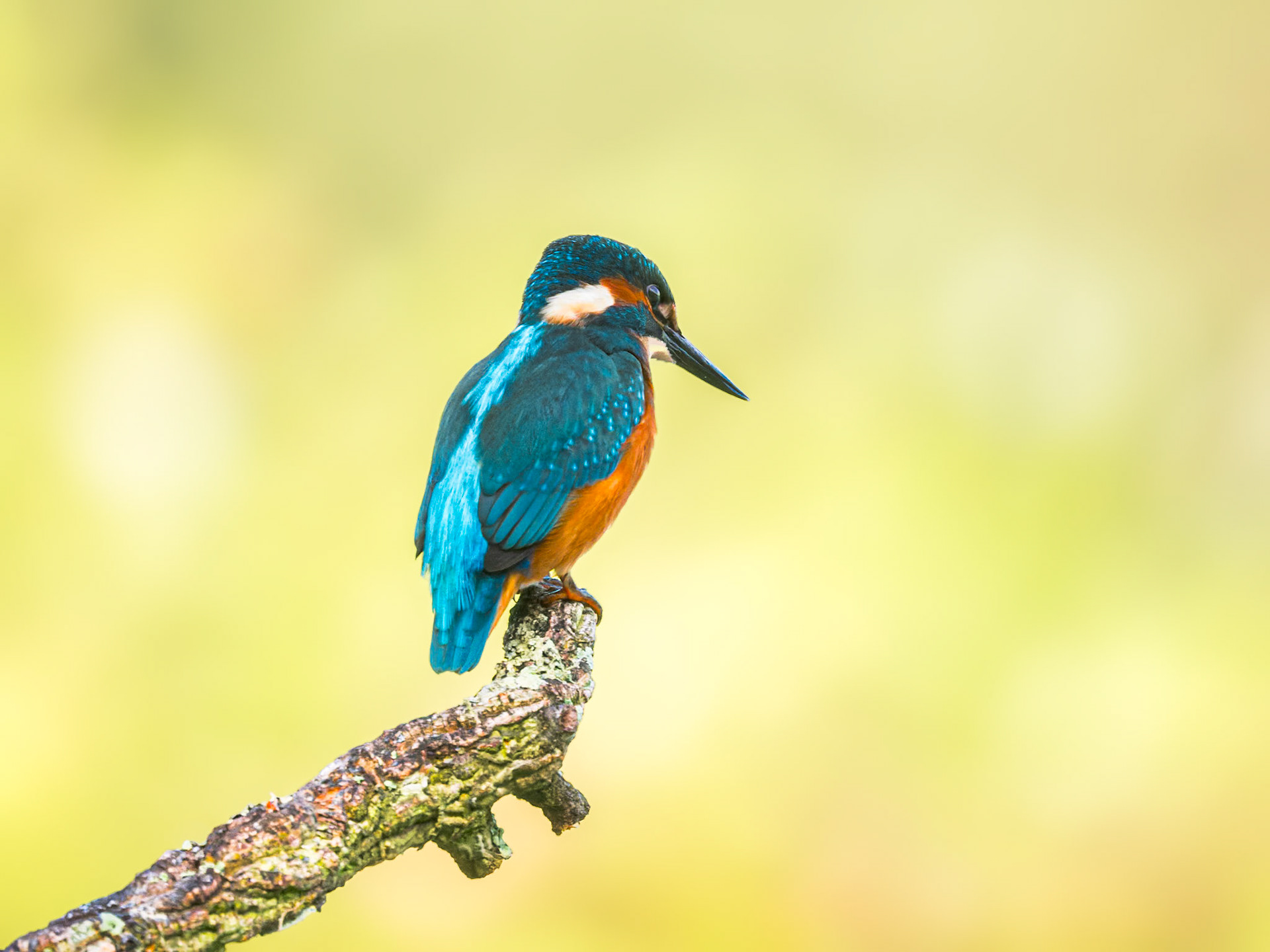Eisvogel