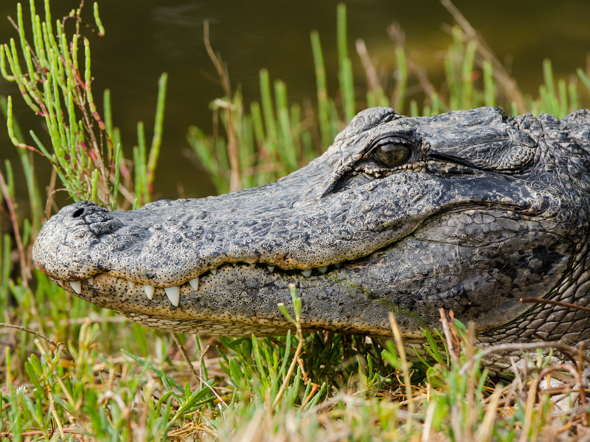 Alligator beim Sonnenbad