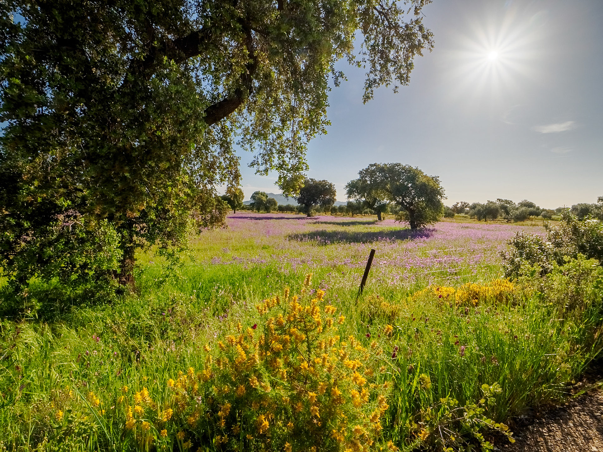 Extrema Dura im Gegenlicht