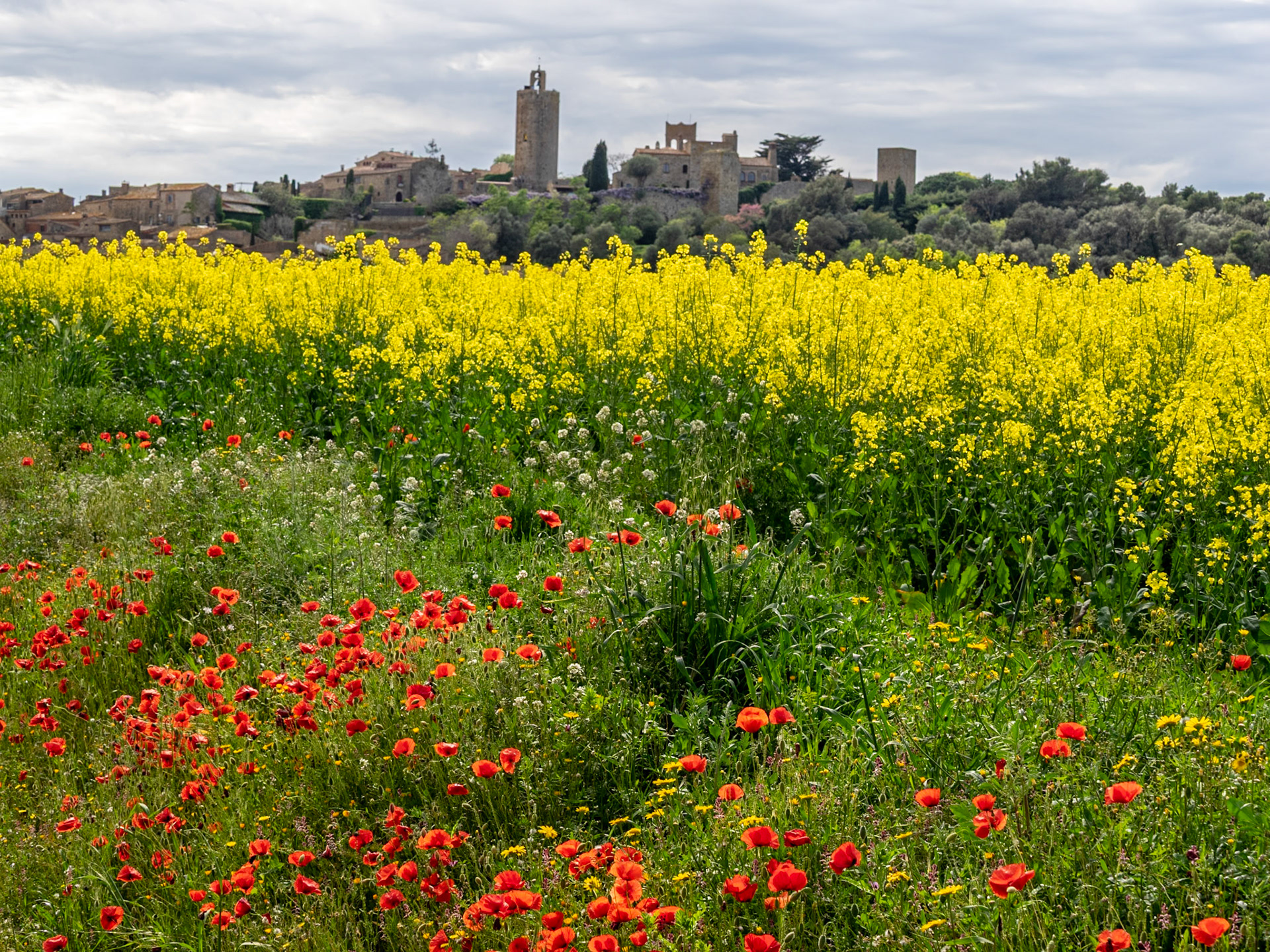 Mohn, Raps und Blick auf Pals