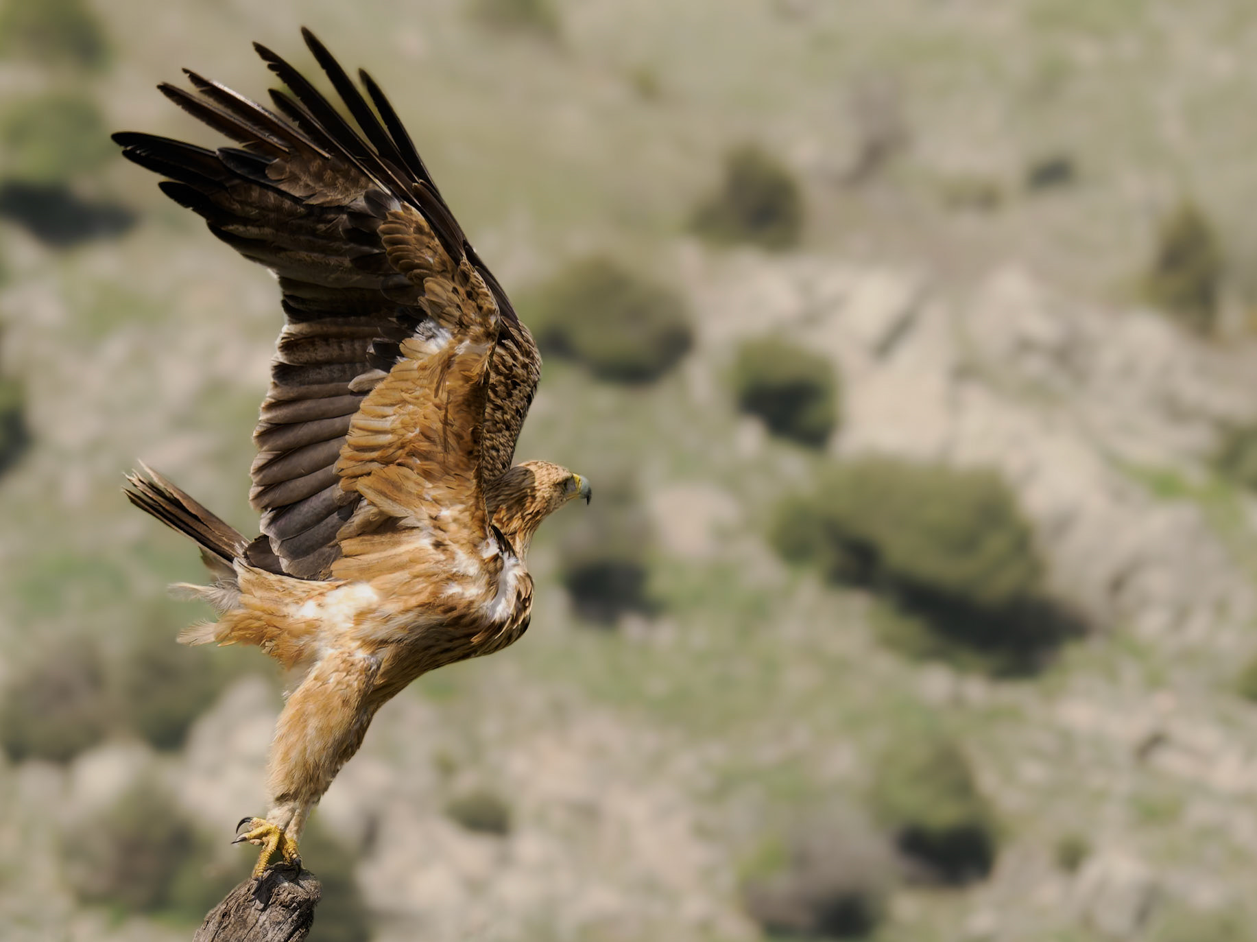 spanischer Kaiseradler im Abflug