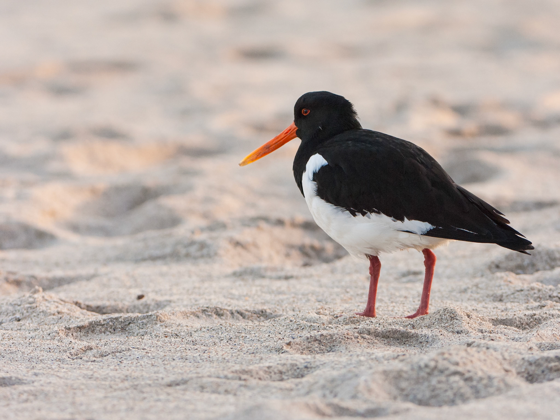 neugieriger Austernfischer