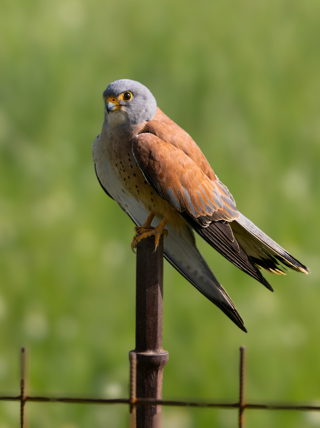 Rötelfalke auf Ansitz