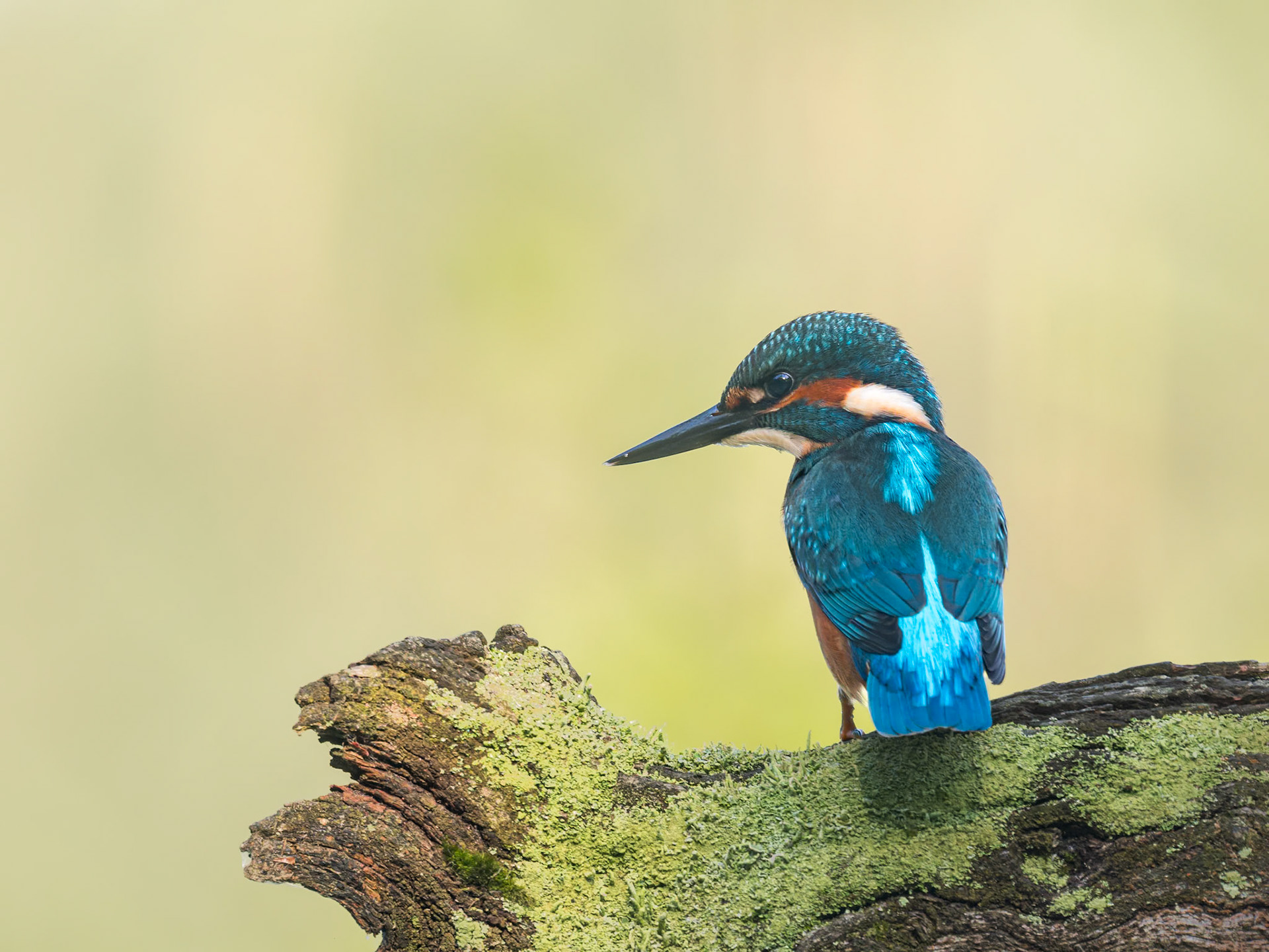 Eisvogel
