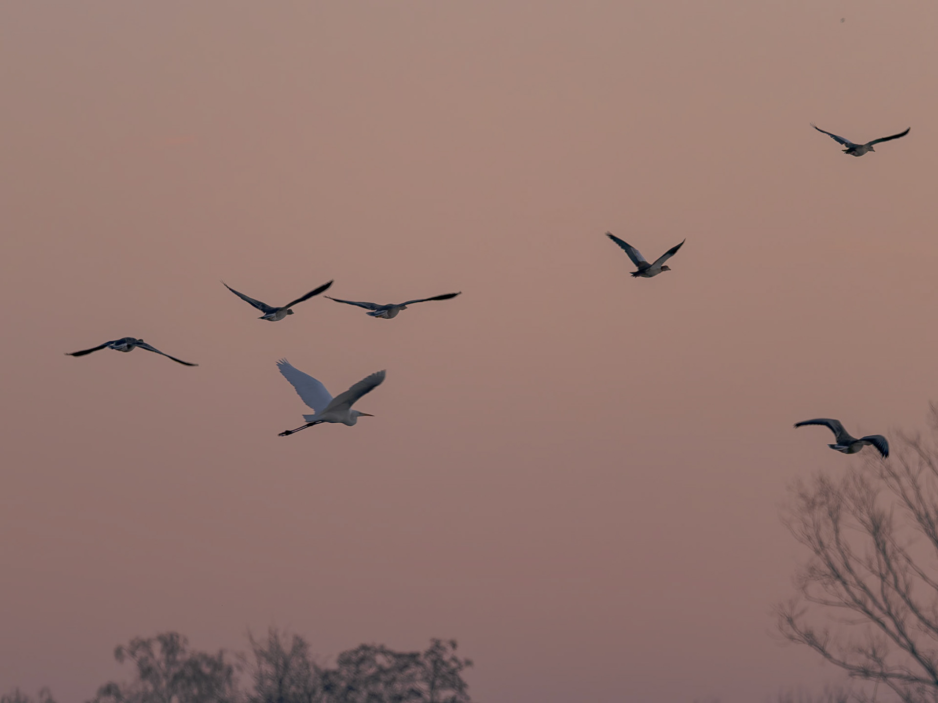 fliegende Vögel