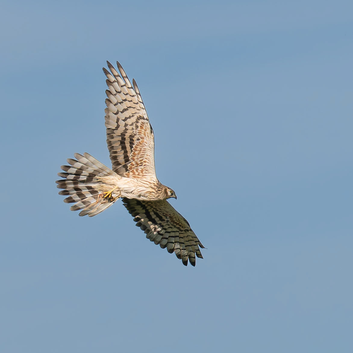 weibliche Wiesenweihe im Flug