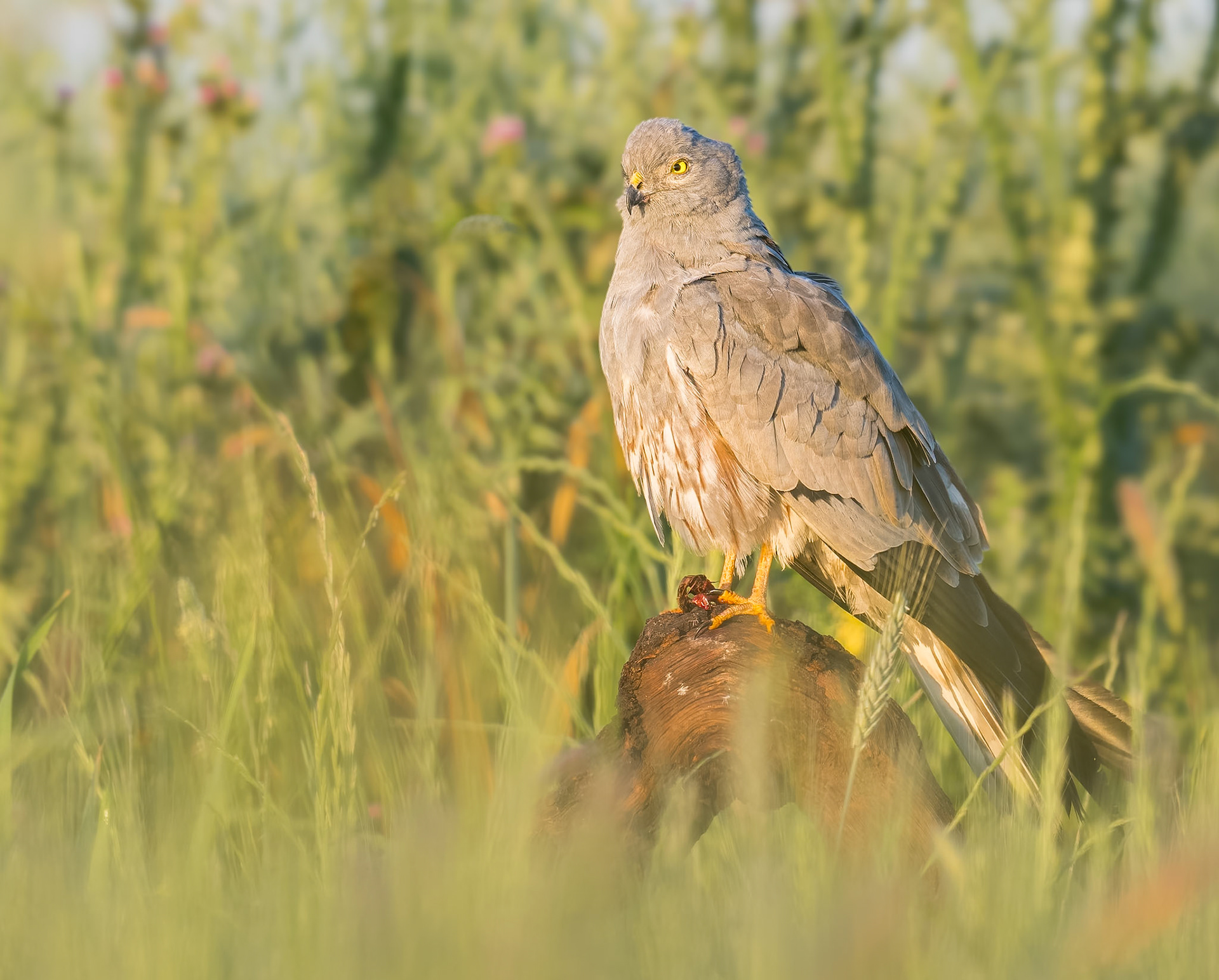 Wiesenweihe am frühen Morgen