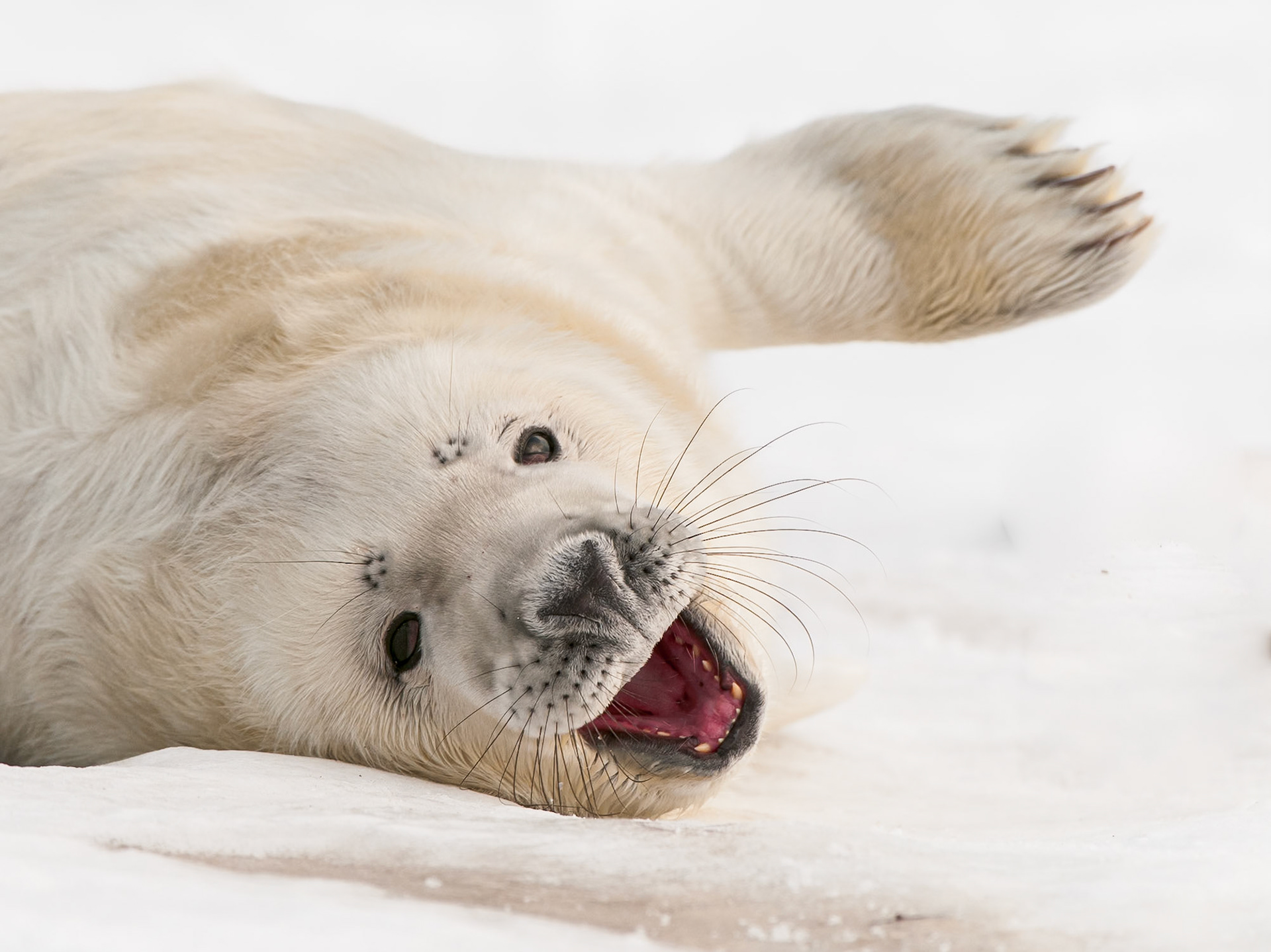 lachendes Kegelrobbenjunges